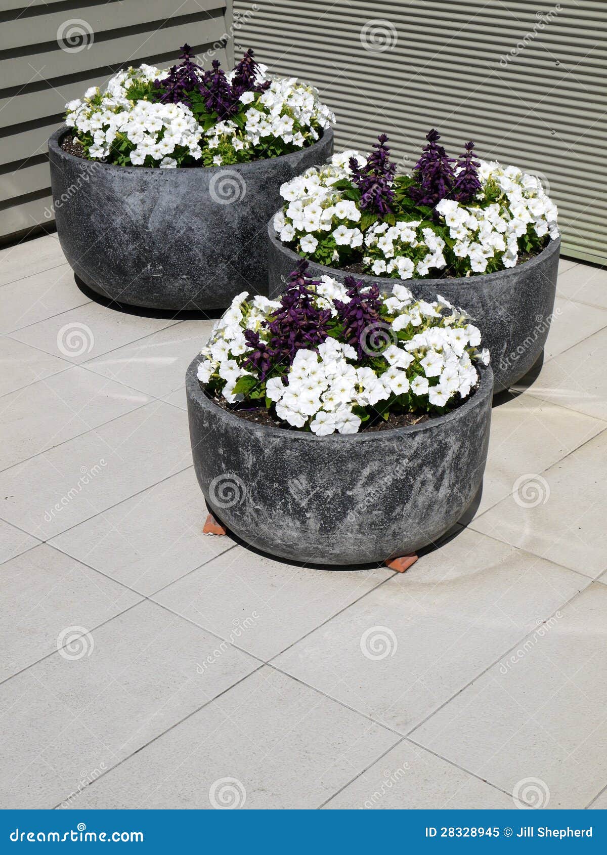 modern garden: three planters white petunias