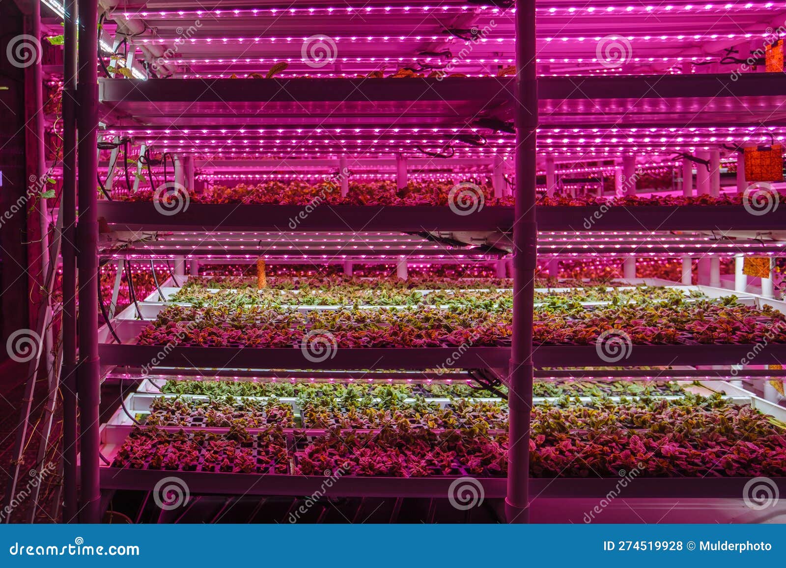 Modern Greenhouse Interior with Artificial LED Light Stock Photo