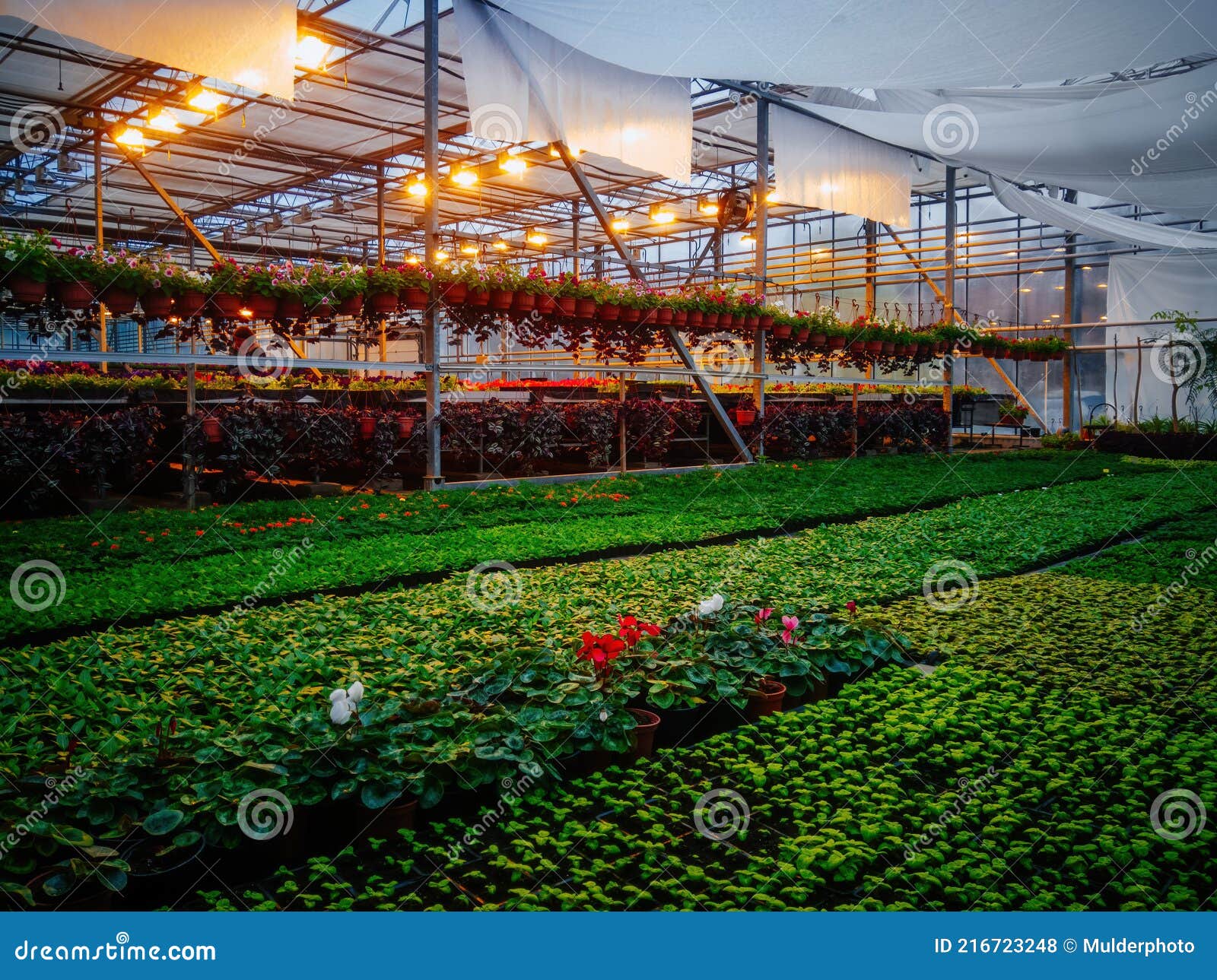 Modern Hydroponic Greenhouse with Complex Climate Control System. Working Artificial Light in