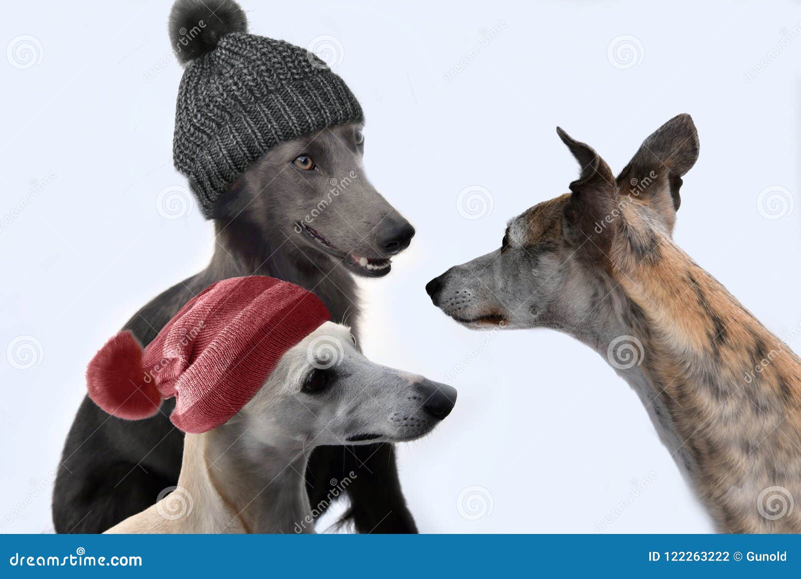 Is that Modern Now? Dogs with Woollen Bobble Caps Stock Photo - Image of  female, canine: 122263222