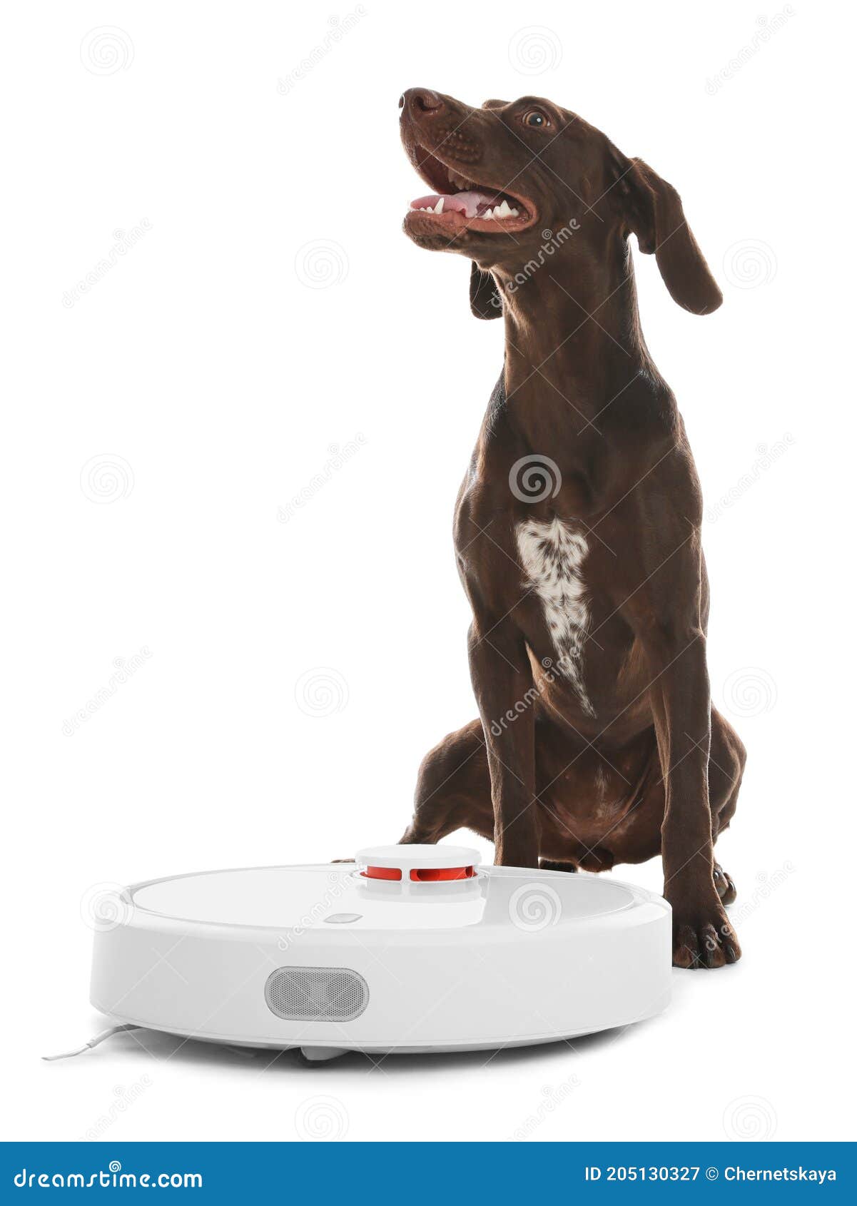 Modern Robotic Vacuum Cleaner and German Shorthaired Pointer on White