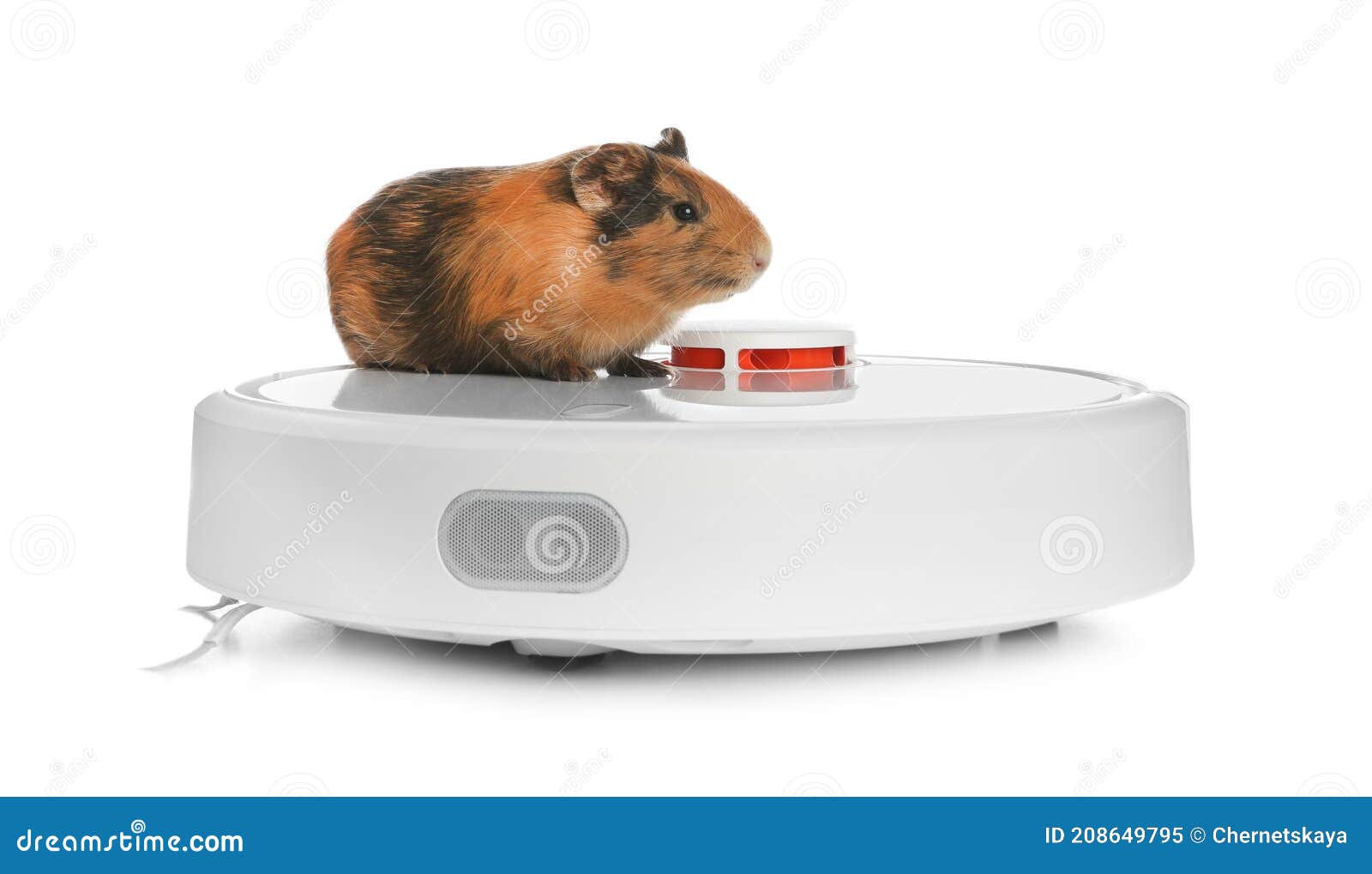 Modern Robotic Vacuum Cleaner and Guinea Pig on White Background Stock Image Image of
