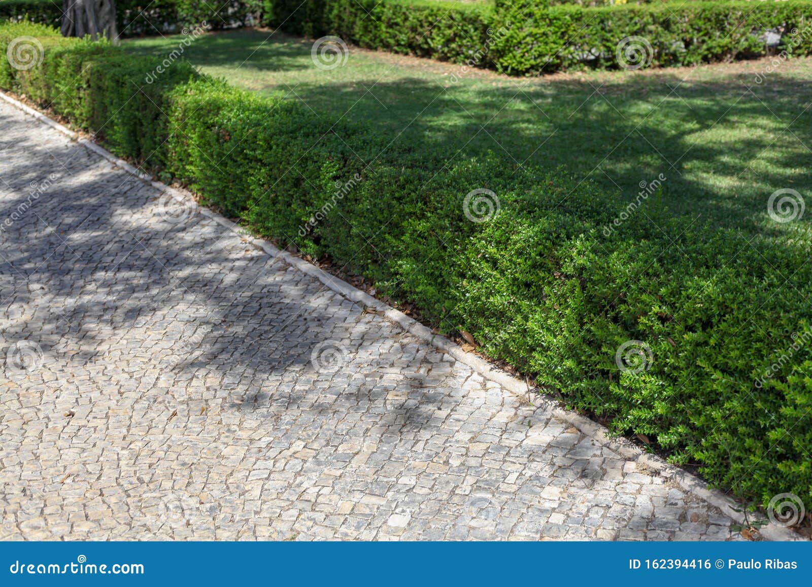 A modern square with hedge stock photo. Image of architecture 162394416