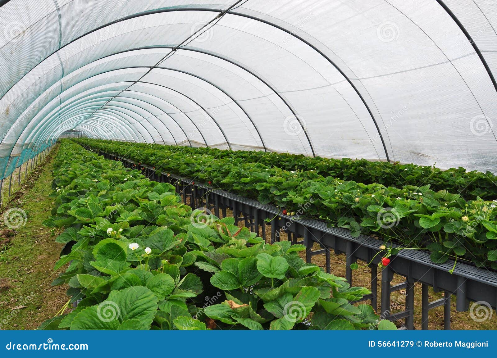 modern strawberry farm. industrial tunnel farming