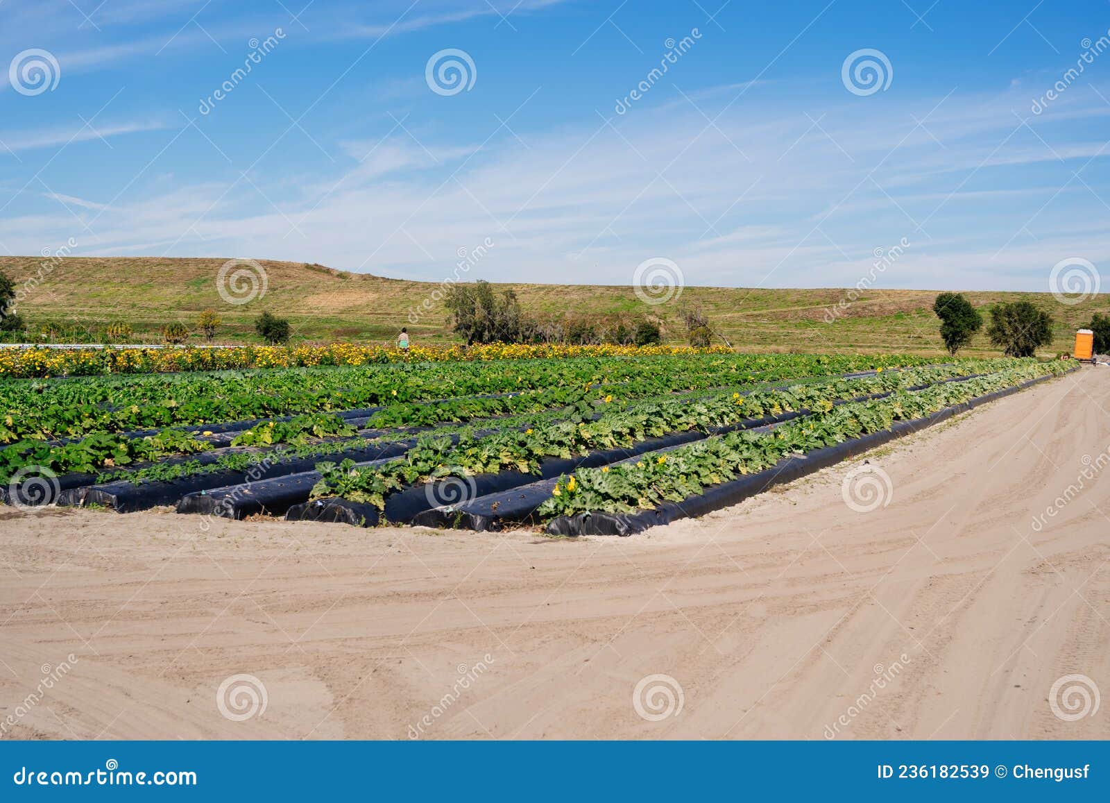 Vegetable Farm in Florida in Winter Stock Image Image of community