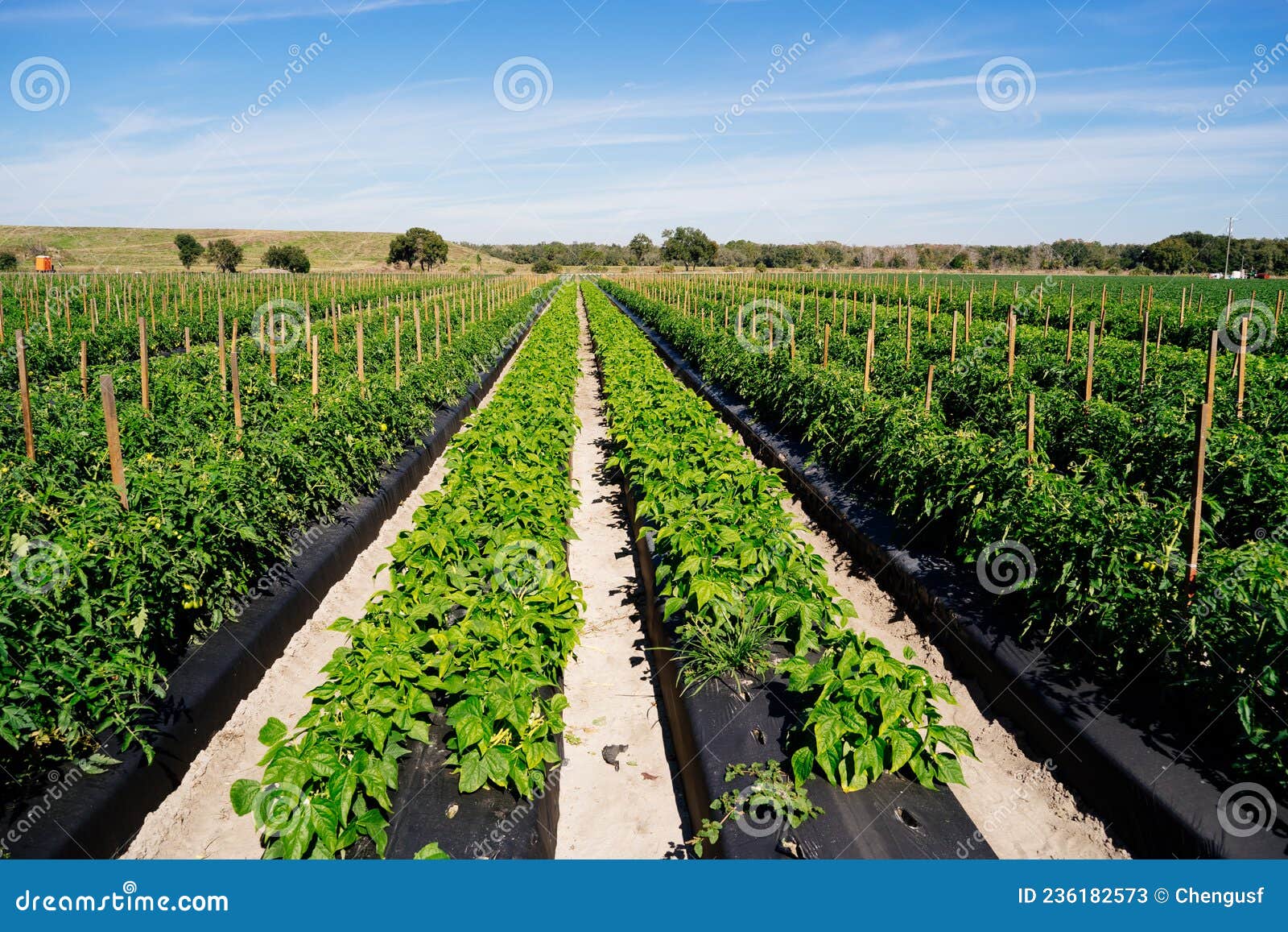 Vegetable Farm in Florida in Winter Stock Image Image of fruit