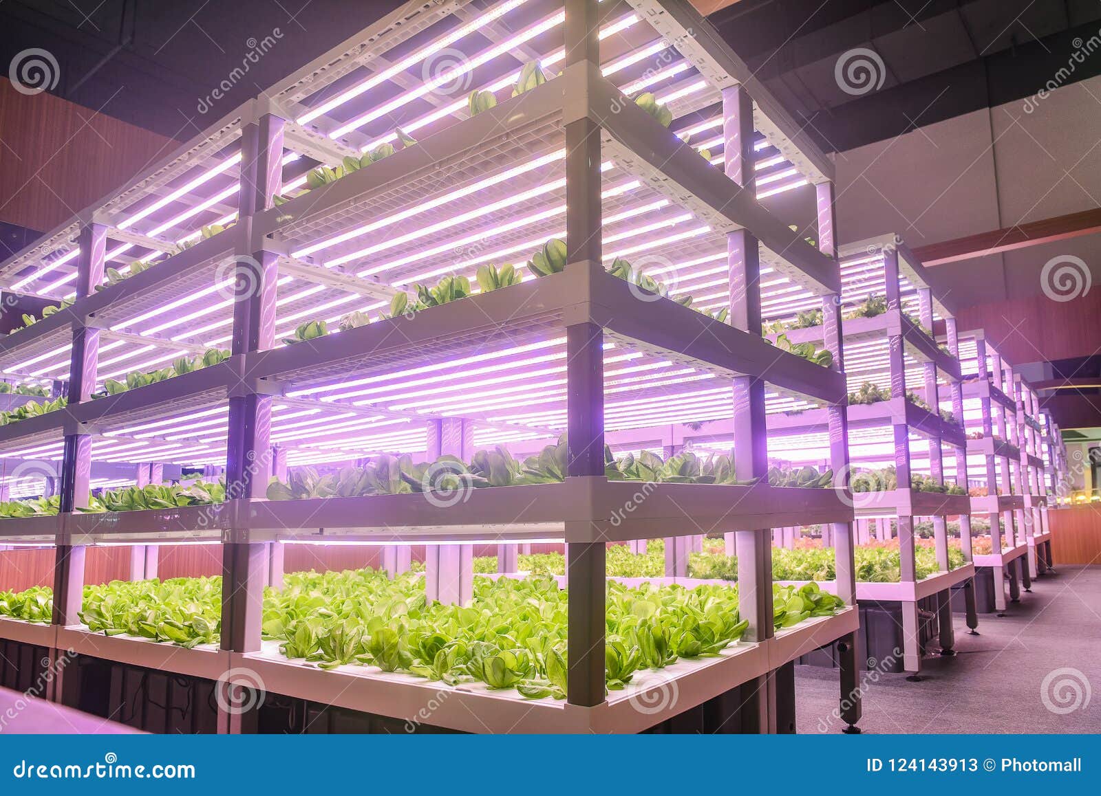 modern vertical agriculture indoor farm
