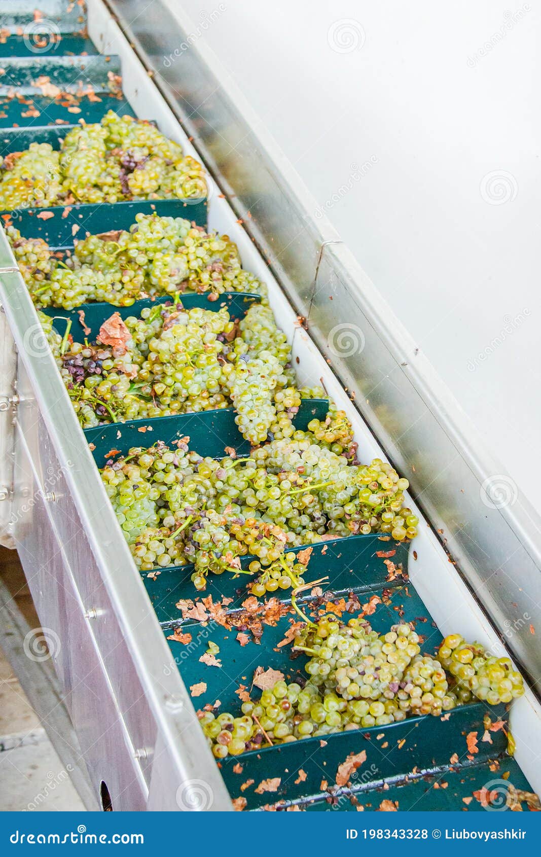 Modern Winery Machine with Grapes. Process of Crushing the Grapes in