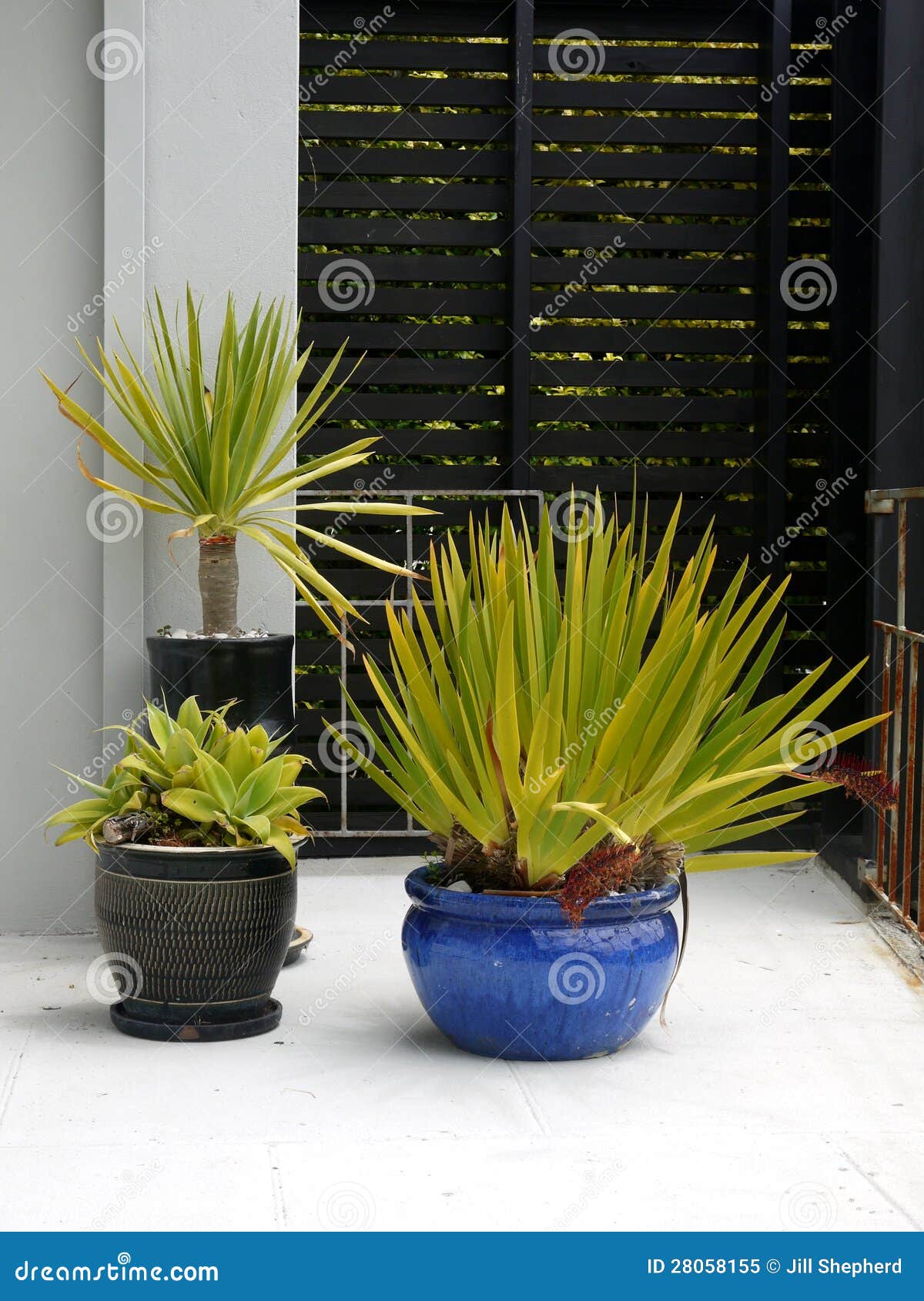 modernist garden: subtropical potted plants