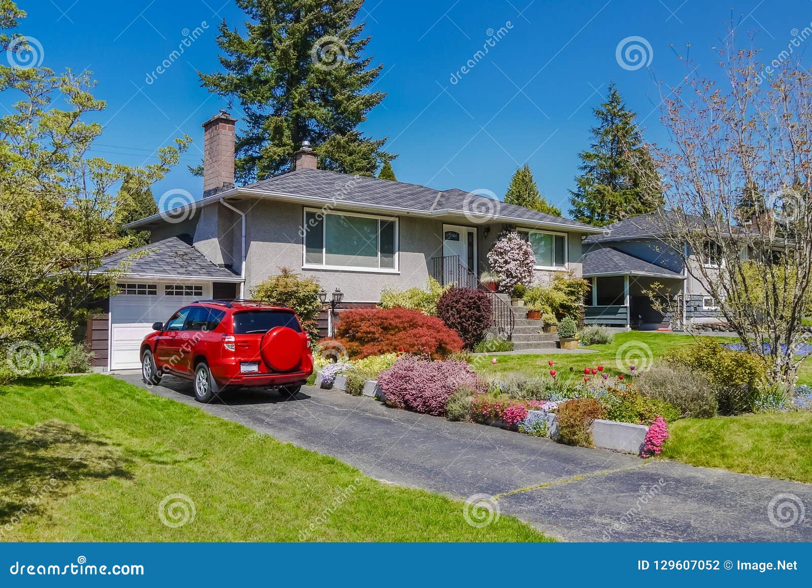 modest residential house with red car parked on driveway in front. family house with blossoming flowers on the yard