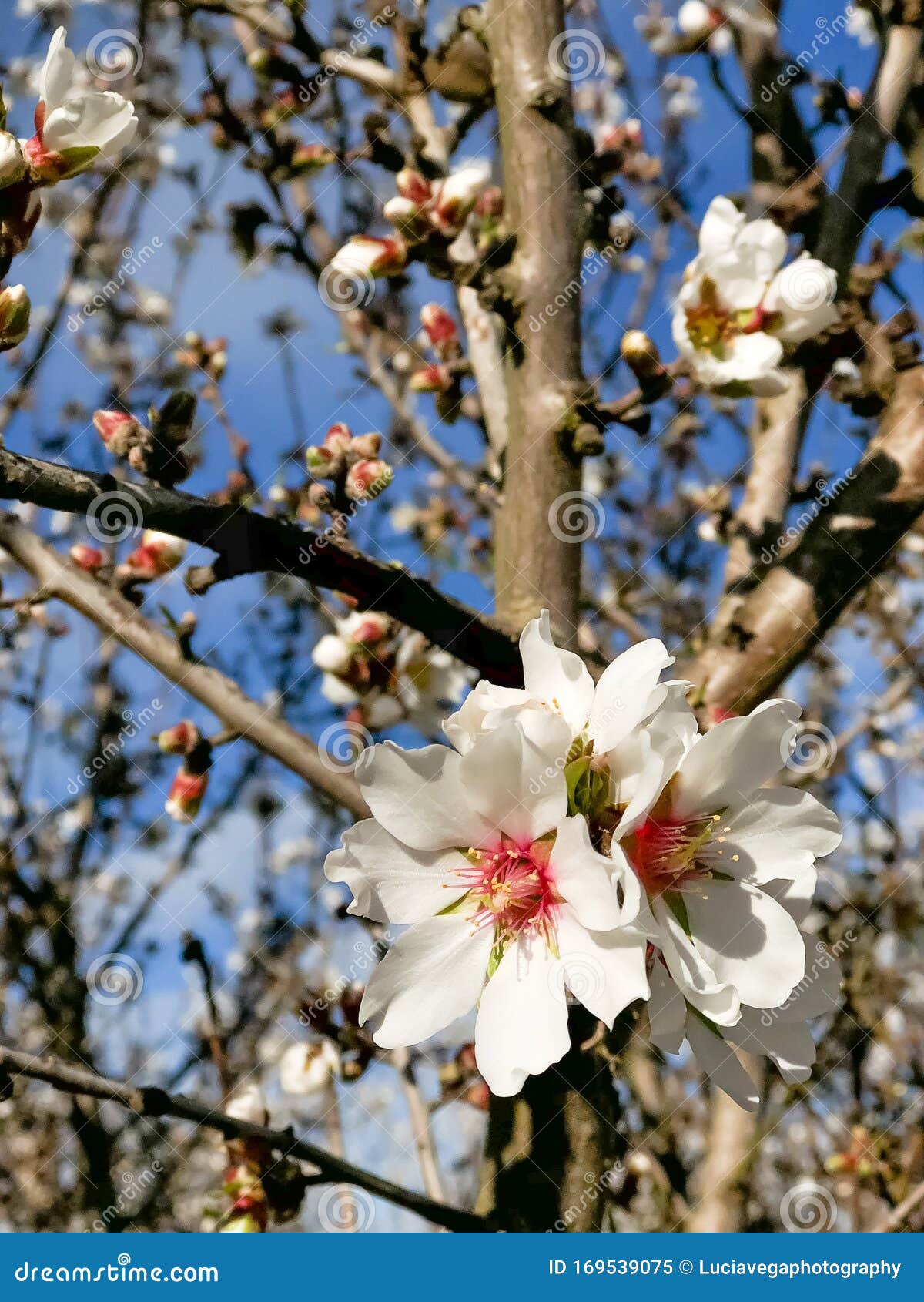 springtime orchard blooms landscape in modesto california