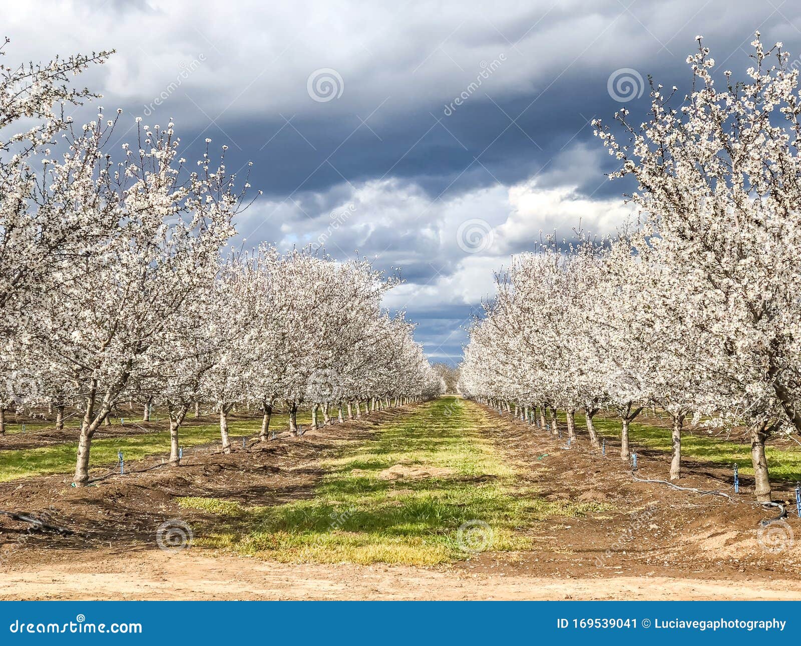 springtime orchards landscape in modesto a california