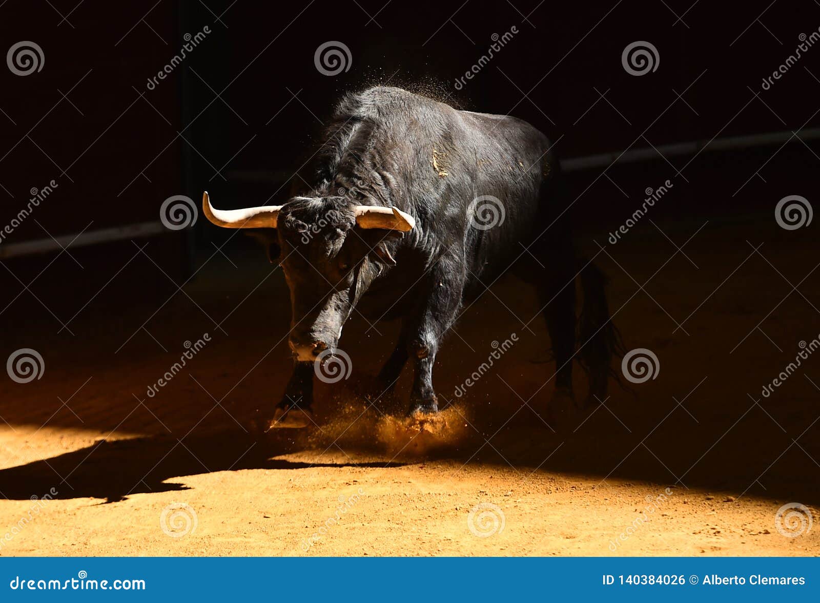 Moedige stier in arena met grote hoornen. Stieregevecht in Spanje met grote stier met grote hoornen in de arena