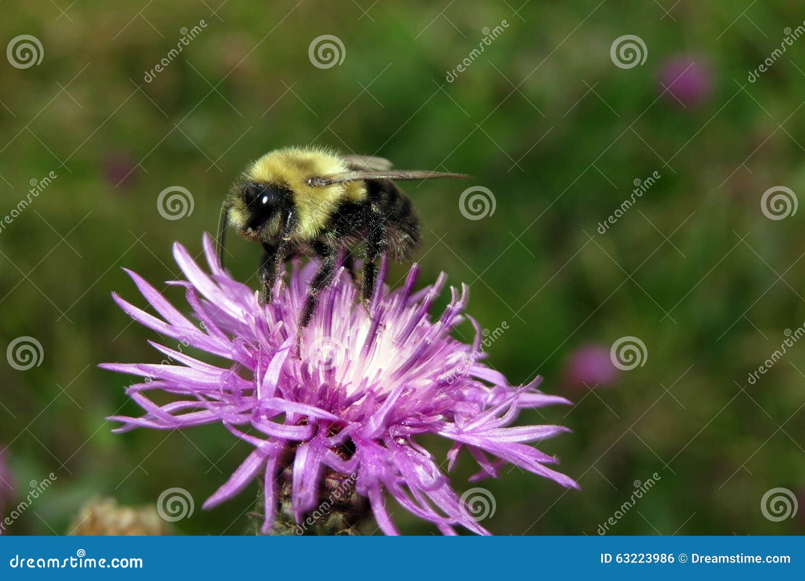 Mogeln Sie Biene durch. Hummel, die auf einer purpurroten Blume sitzt