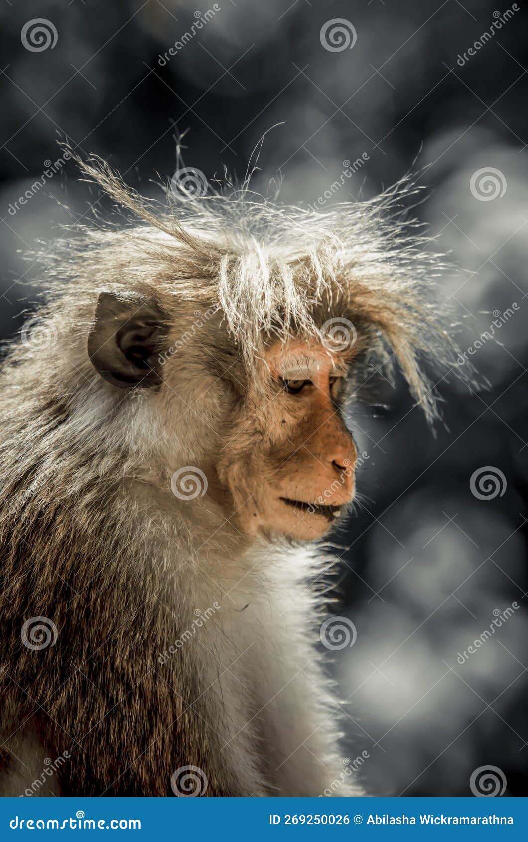 7,189 Monkey Hair Stock Photos, High-Res Pictures, and Images - Getty Images