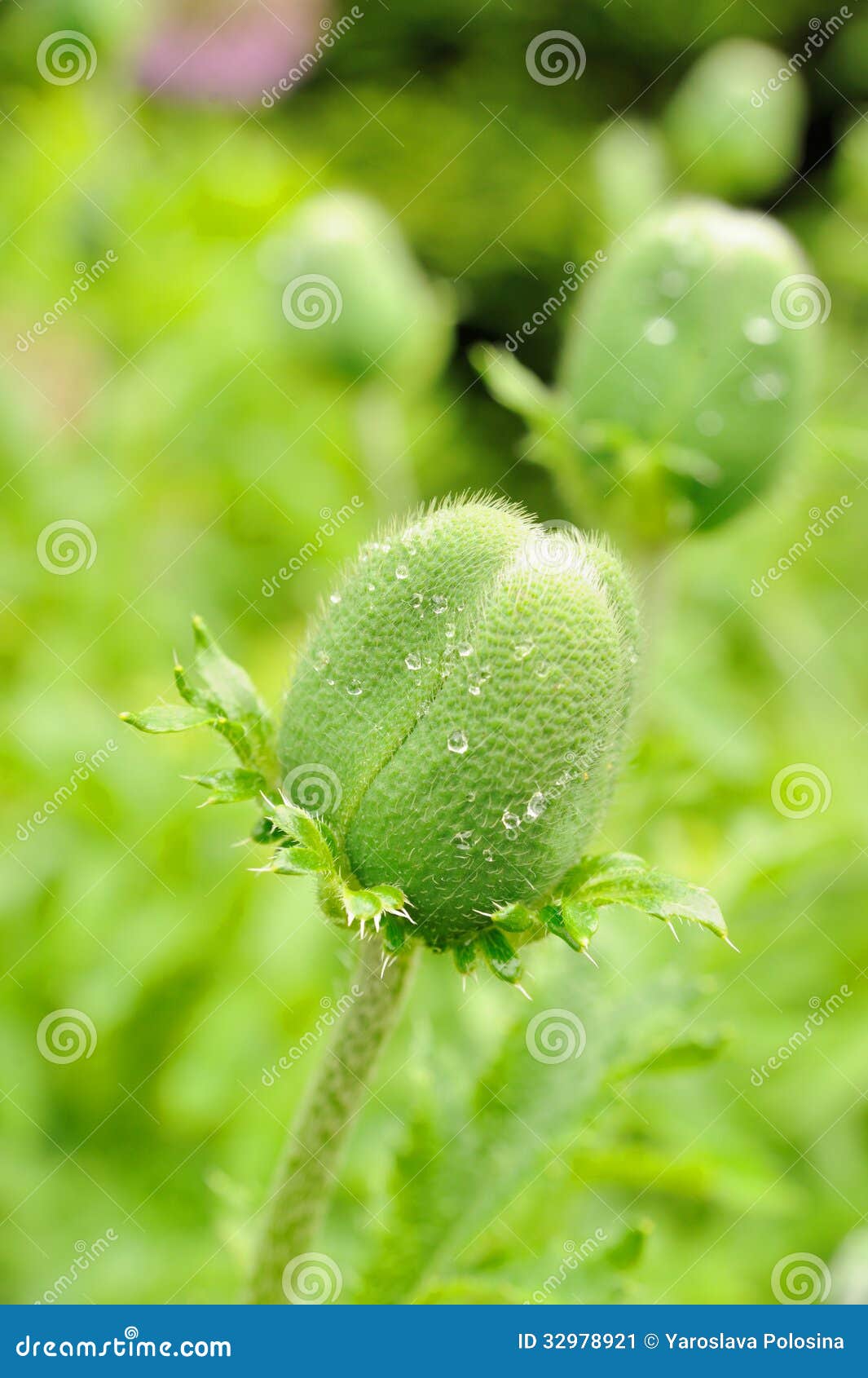 Mohnblumenknospen. Grüne Knospen der Mohnblume mit Tau