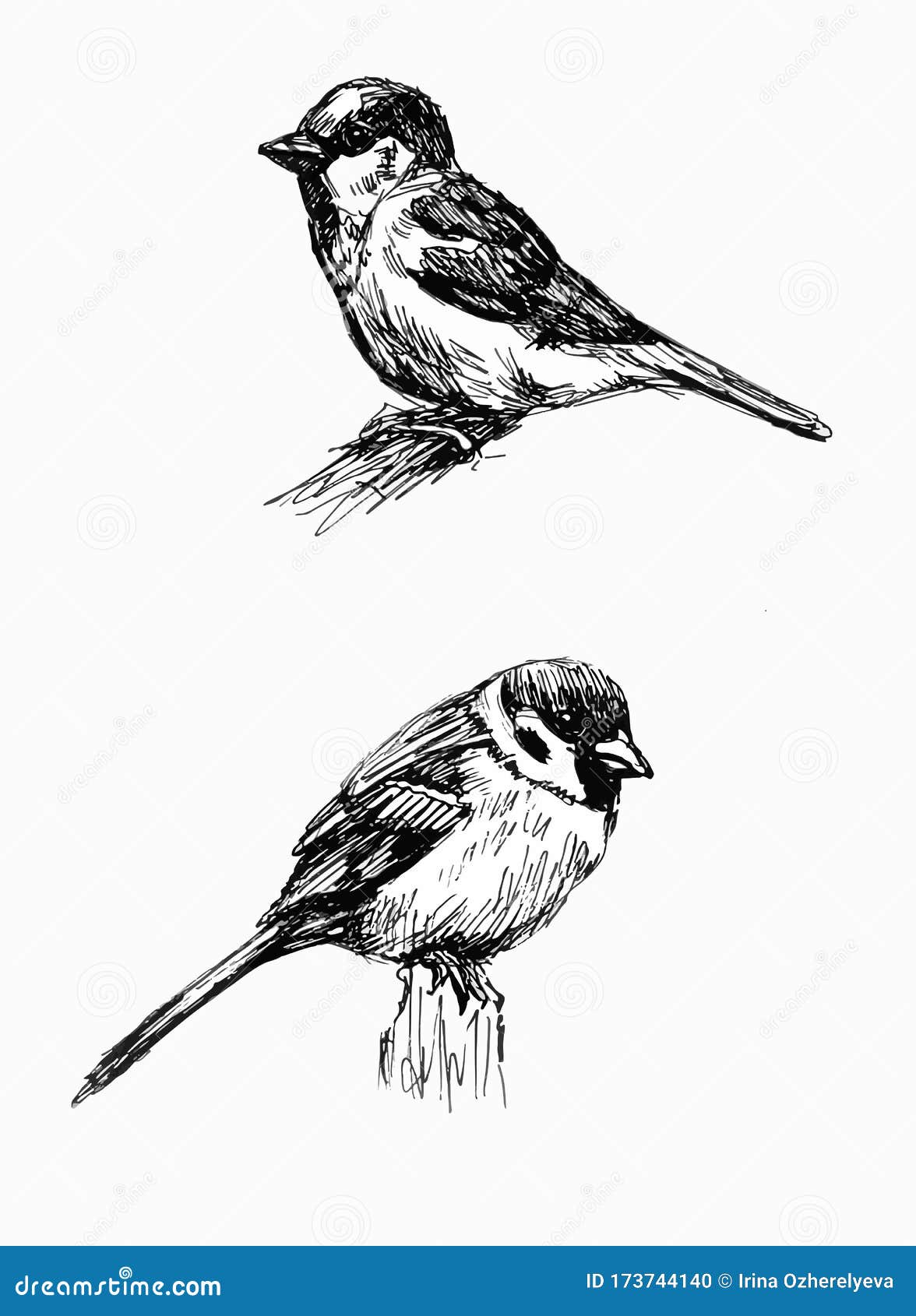Oiseau Dessin Realiste Noir Et Blanc Moineau. Ensemble De Dessins Au Trait Illustration de Vecteur - Illustration du noir, nature: 173744140