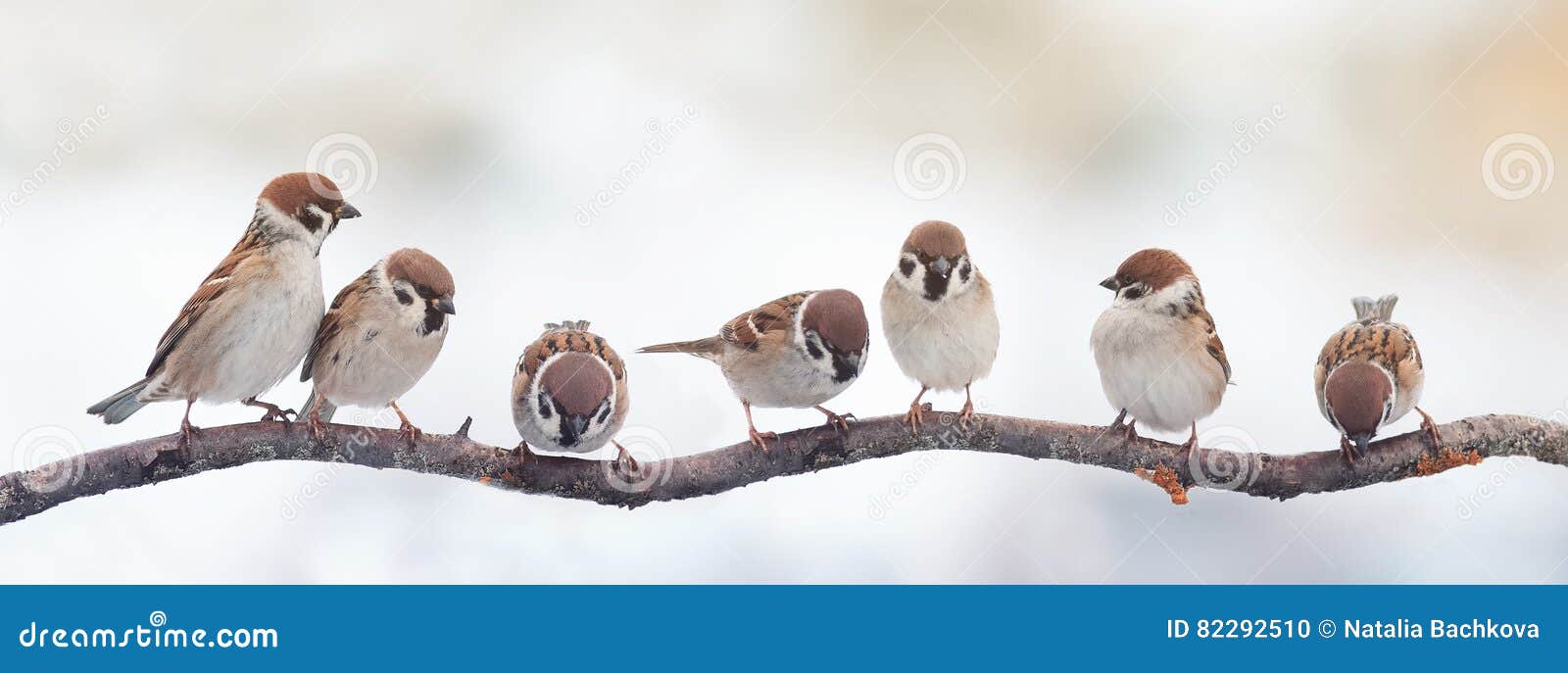 Décoration De Maison D'oiseau Dans Des Branches Fleuries Isoler Sur Blanc