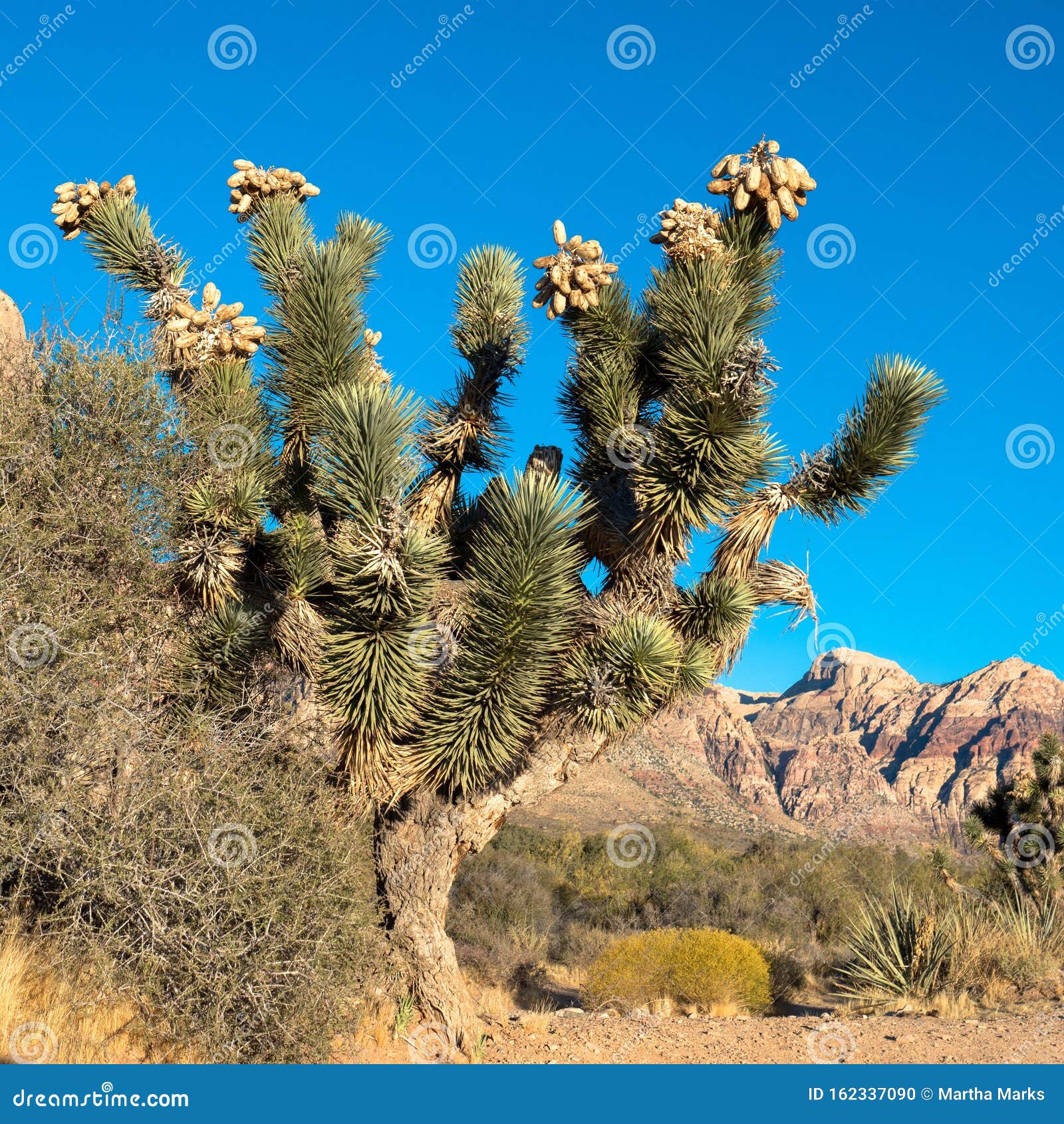 A Joshua Tree at Dawn in the Mojave Desert of Southern Nevada Stock