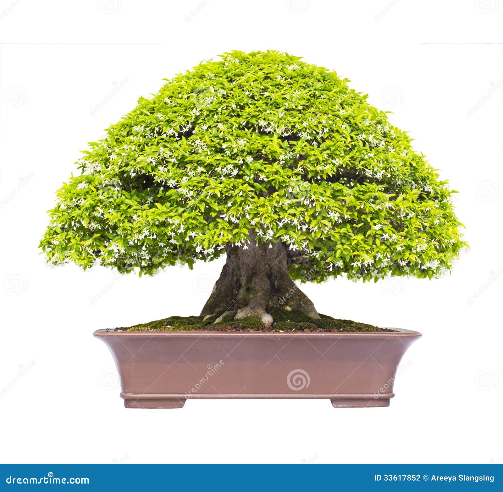mok bonsai