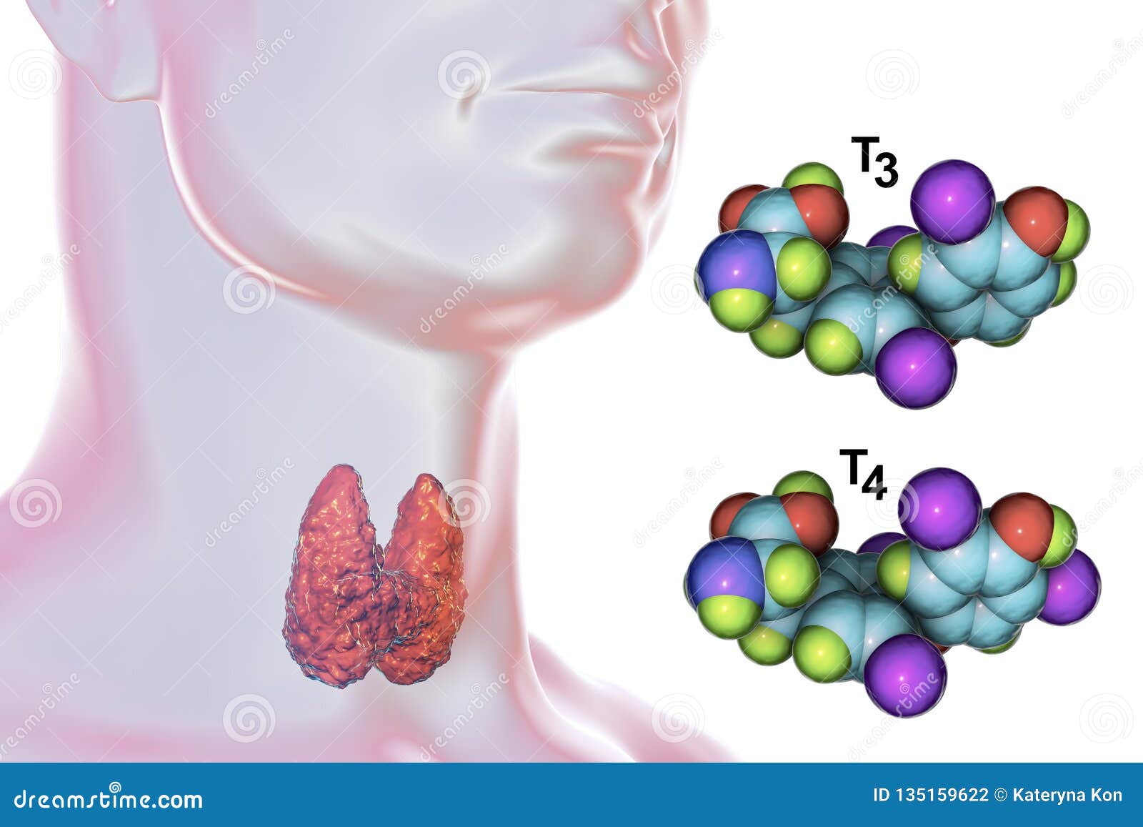 Moléculas Del T3 Y De T4 De Las Hormonas Tiroideas Stock de ...