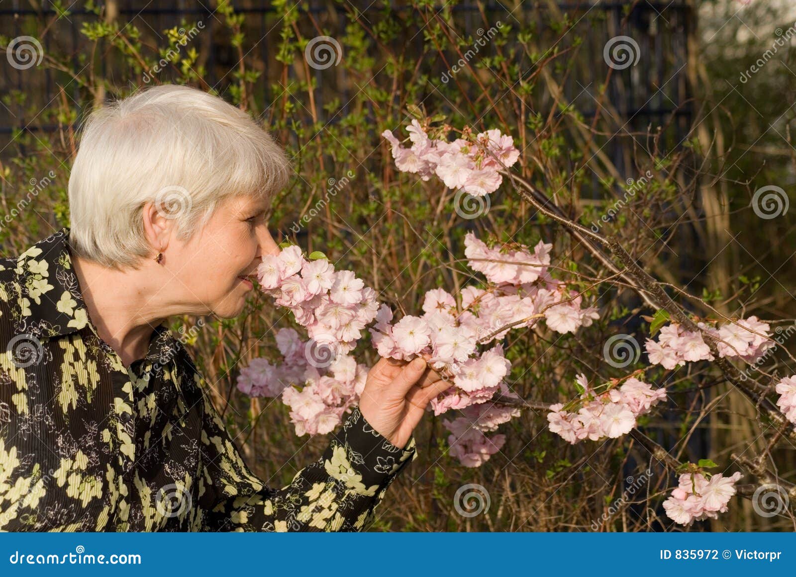 Mola. Mulher idosa com flores do spirng