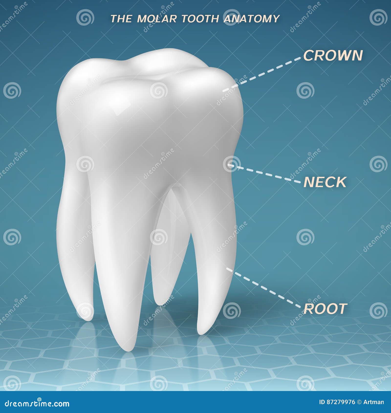 Molar Anatomy Crown, Neck and Root of Tooth Stock Vector