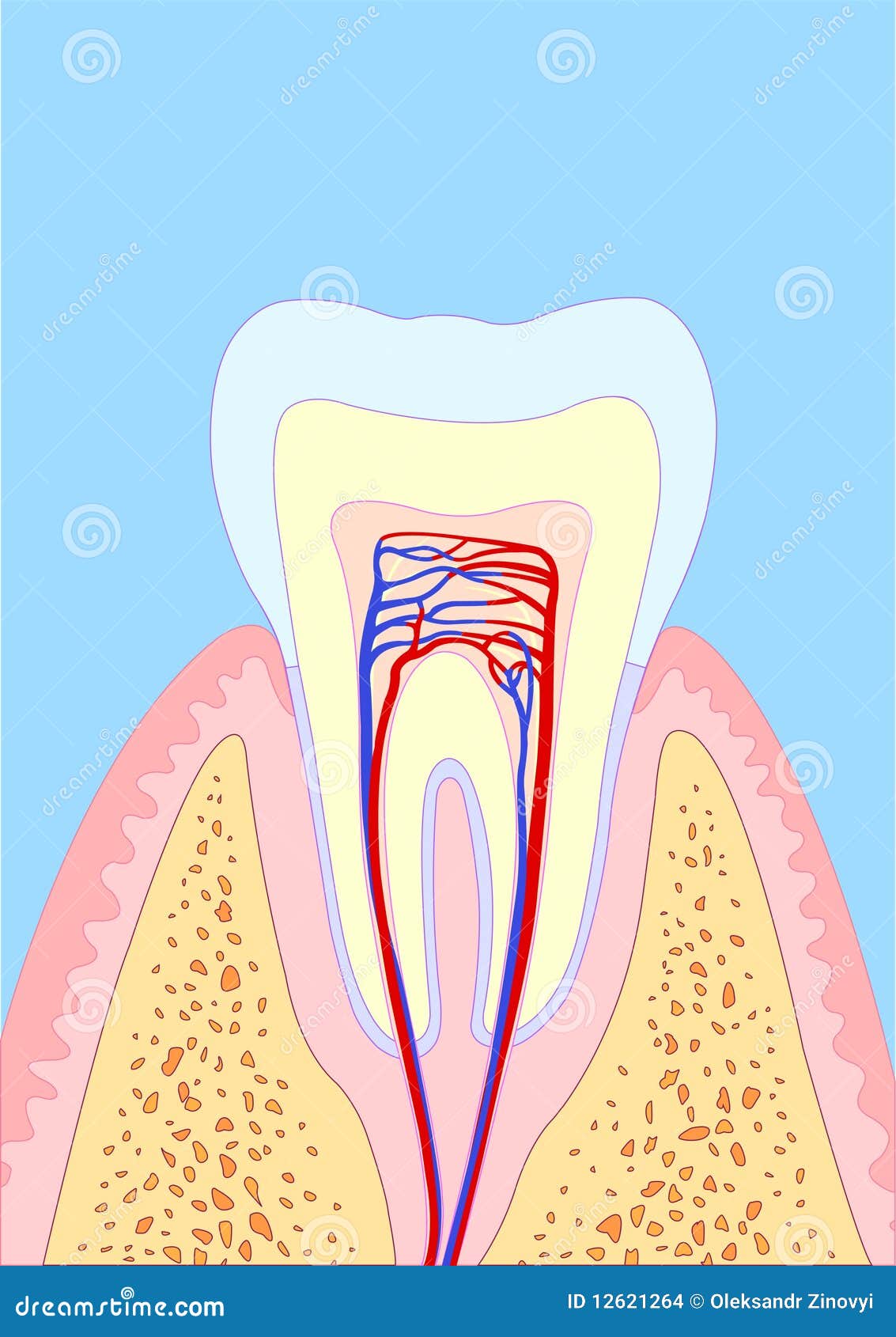 Molar Tooth Stock Illustration Illustration Of Javbone 12621264 molar-tooth-stock-illustration-illustration-of-javbone-12621264