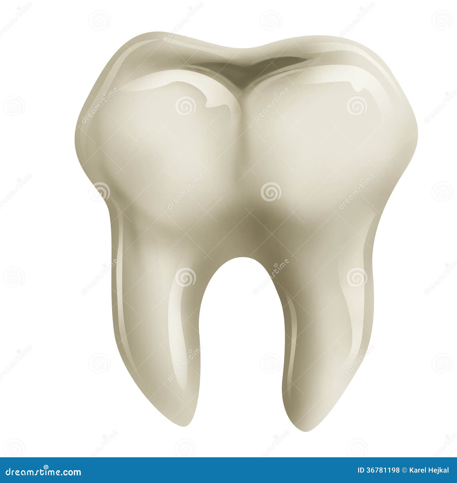 molar tooth