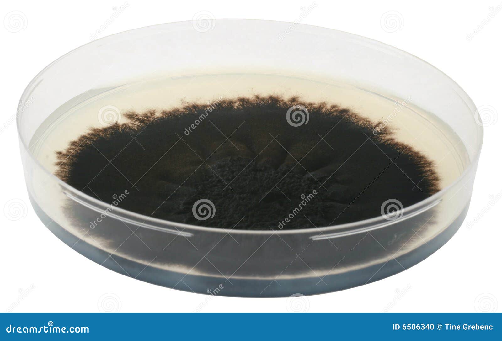 Mold stock photo. Image of microbiology, hygiene, healthcare 6506340