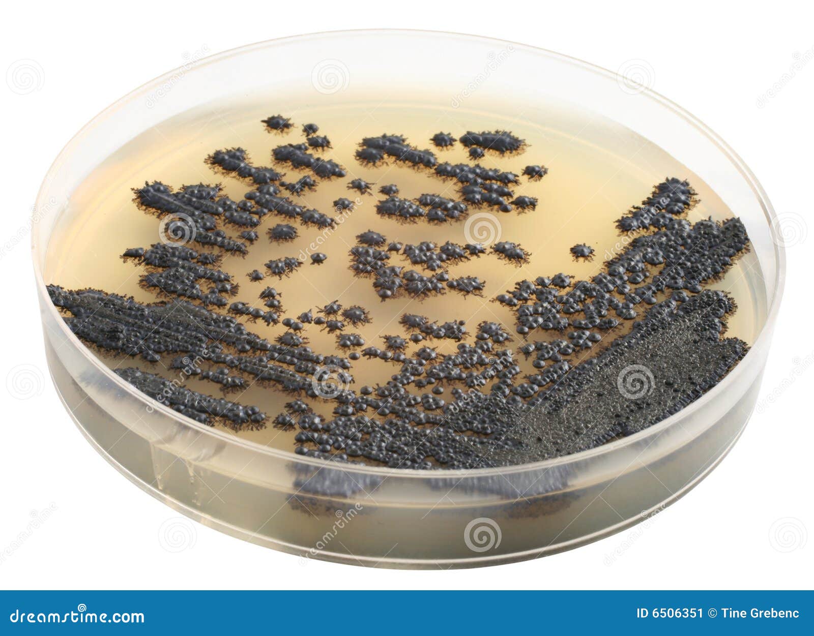 Mold stock image. Image of dishware, biological, death 6506351