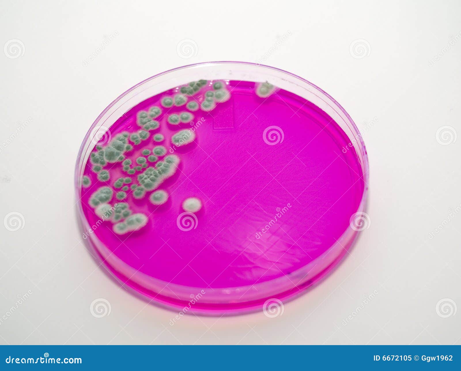 Mold stock image. Image of fungi, quality, plates, medical 6672105
