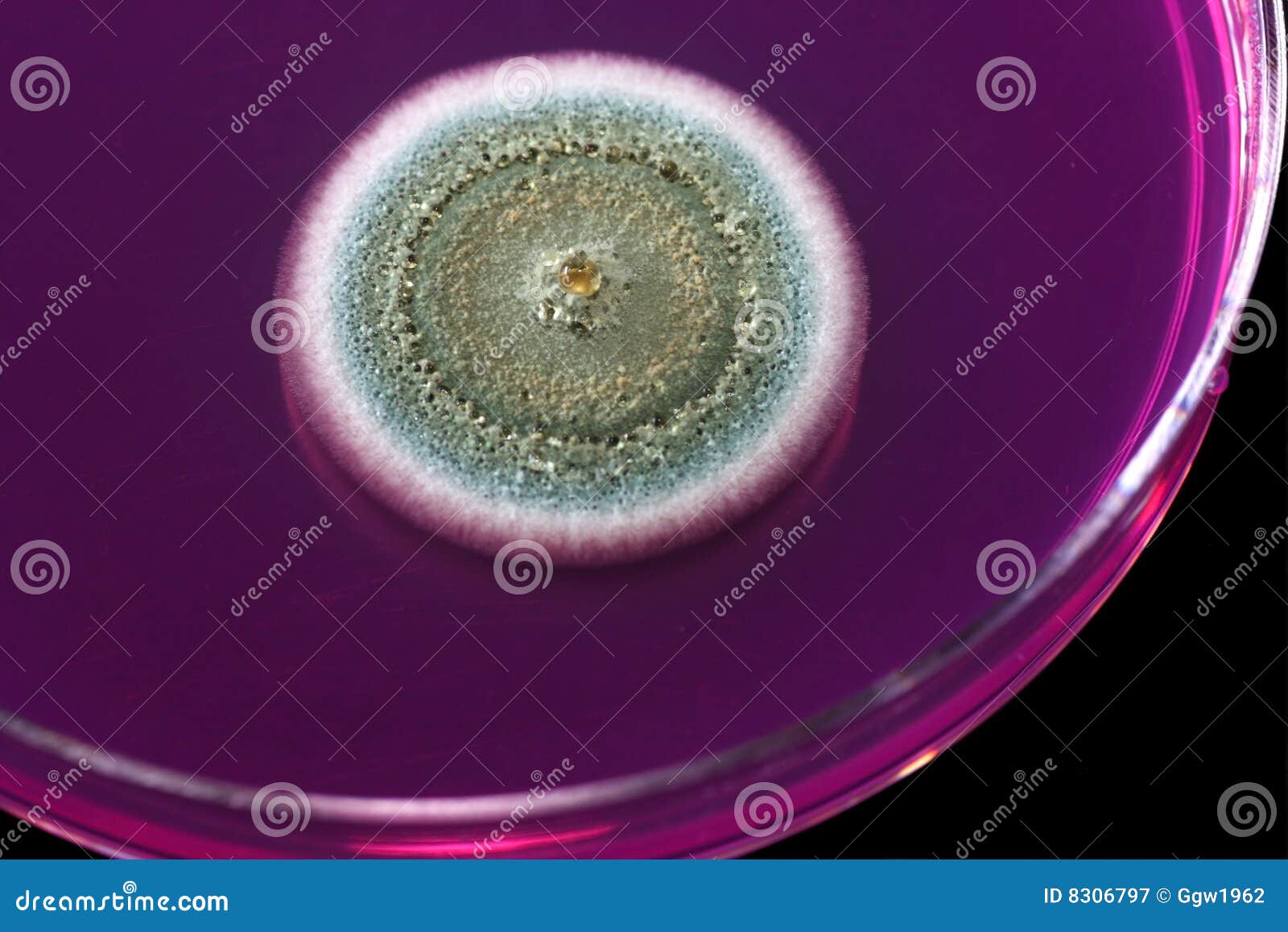 Mold stock image. Image of microbiology, medicine, mold 8306797