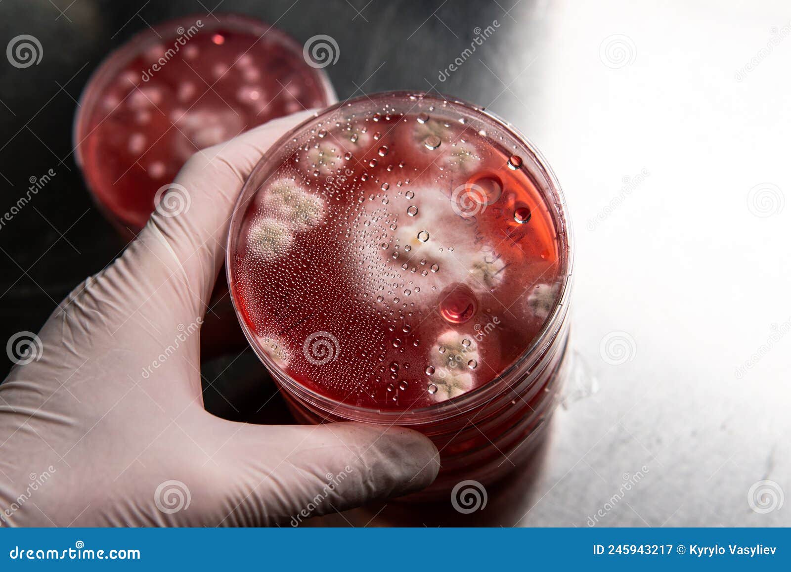 Mold and Bacteria on Red Agar. Agar Medium for Pathogens. Mold Spores
