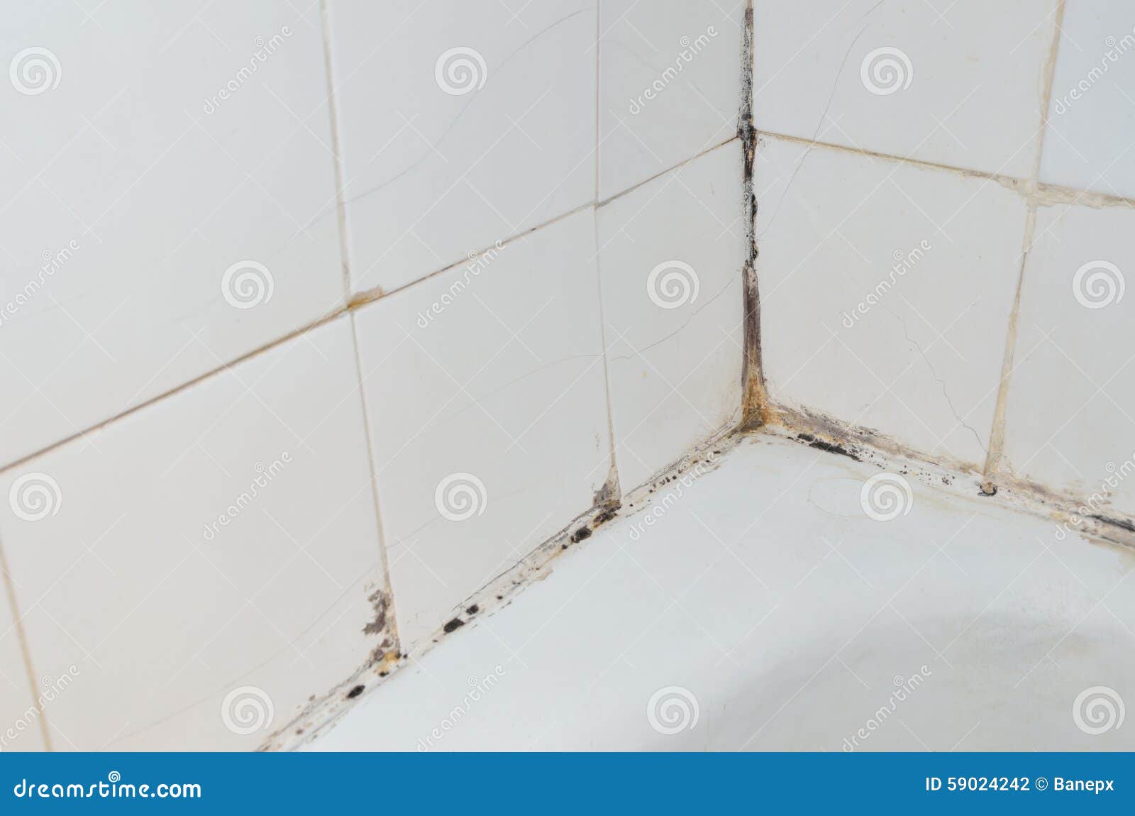Mold in bathroom stock photo. Image of fungus, moldy 59024242