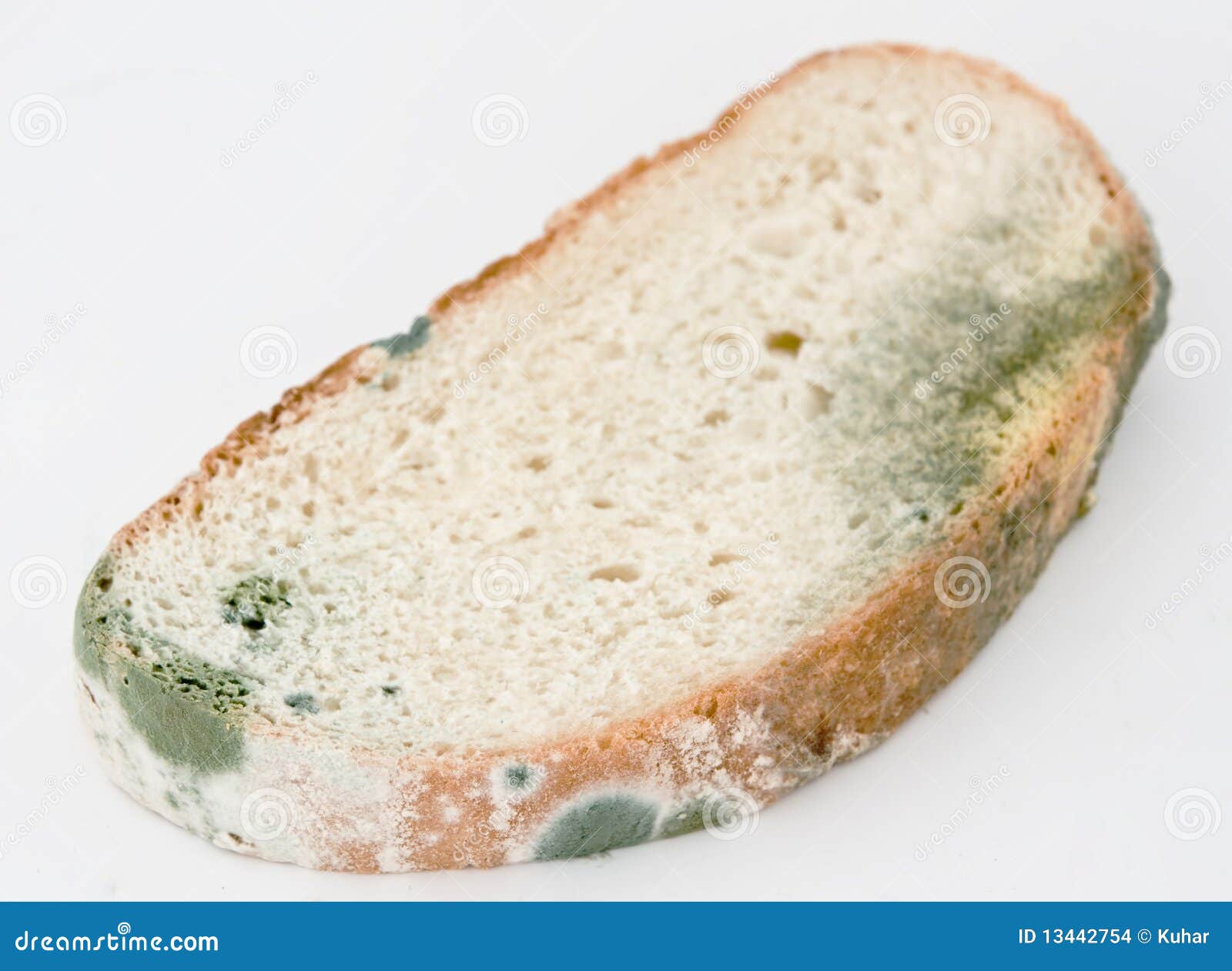 Mold on bread stock photo. Image of close, mold, biology 13442754