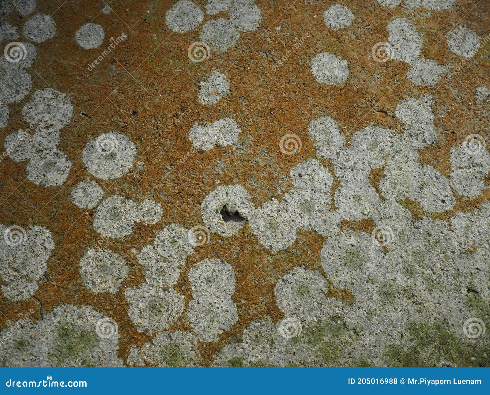 Mold on cement wall. stock photo. Image of white, vintage 205016988