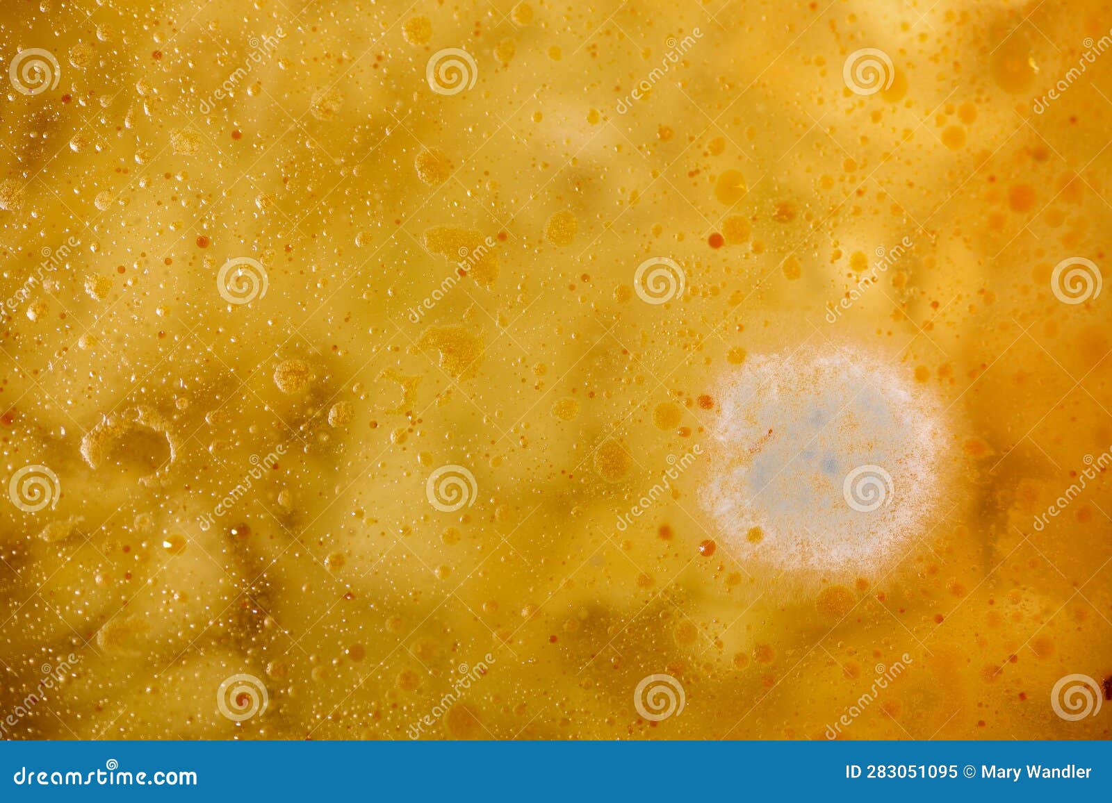 Mold Colonies Growing on Chicken Noodle Soup Stock Image Image of