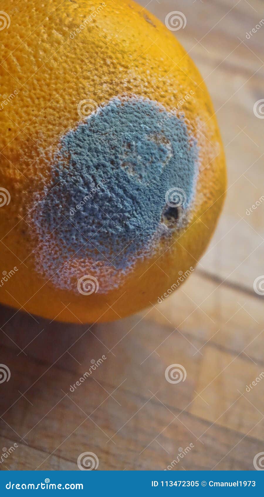 Damaged orange fruit stock image. Image of mouldy, nasty 113472305