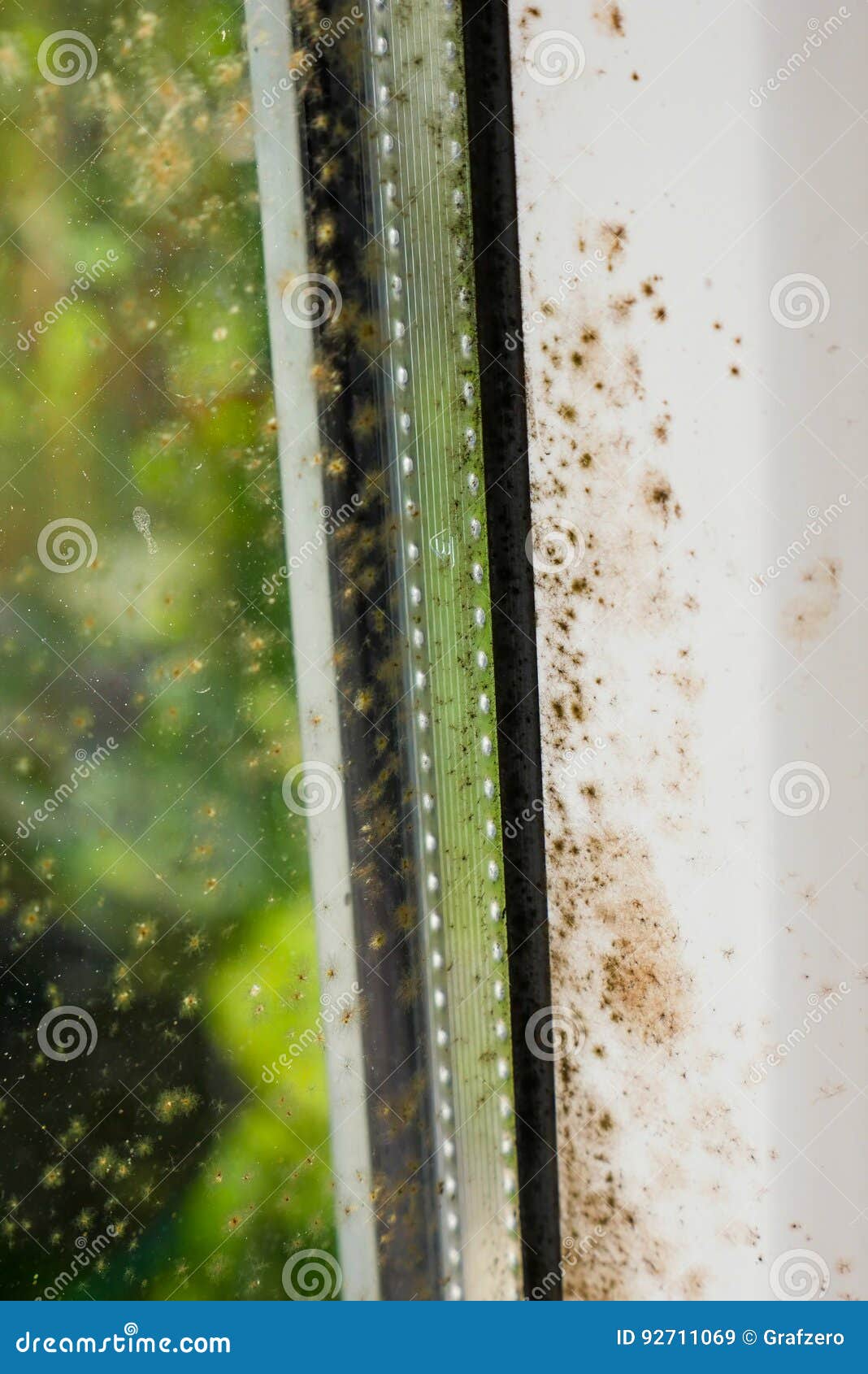 Mold and Dirt and Mushrooms Growing on the Corner of the Wall Stock Image Image of