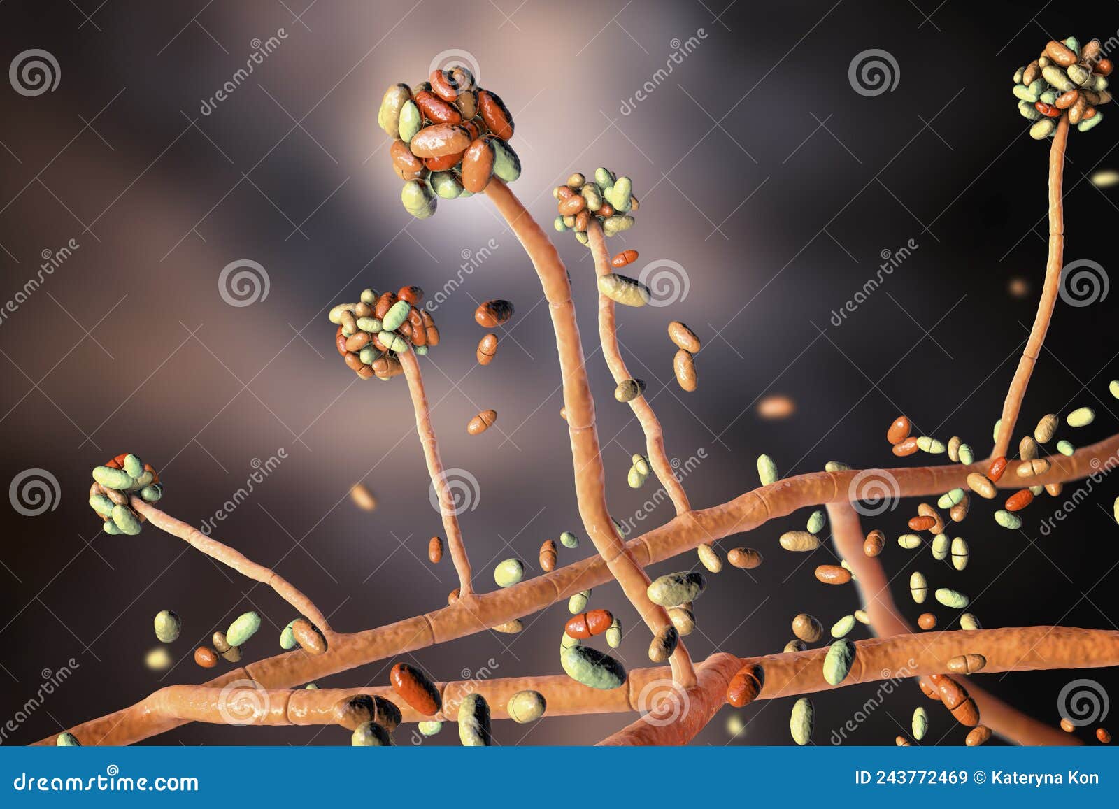 PDF) Onychomycosis due to mixed infection with non-dermatophyte molds and  yeasts