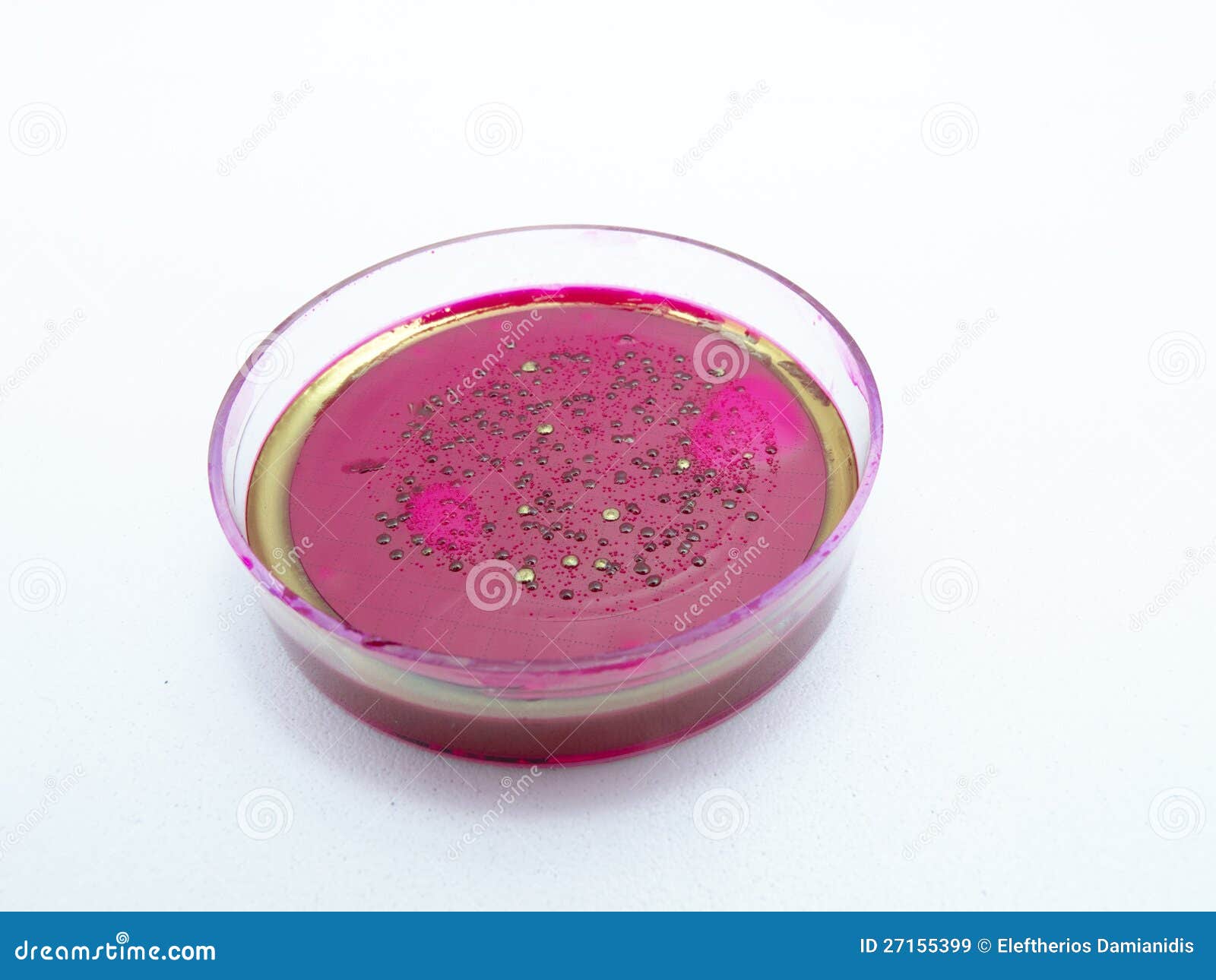 Mold Growing in a Petri Dish Stock Image Image of analysis, checkup