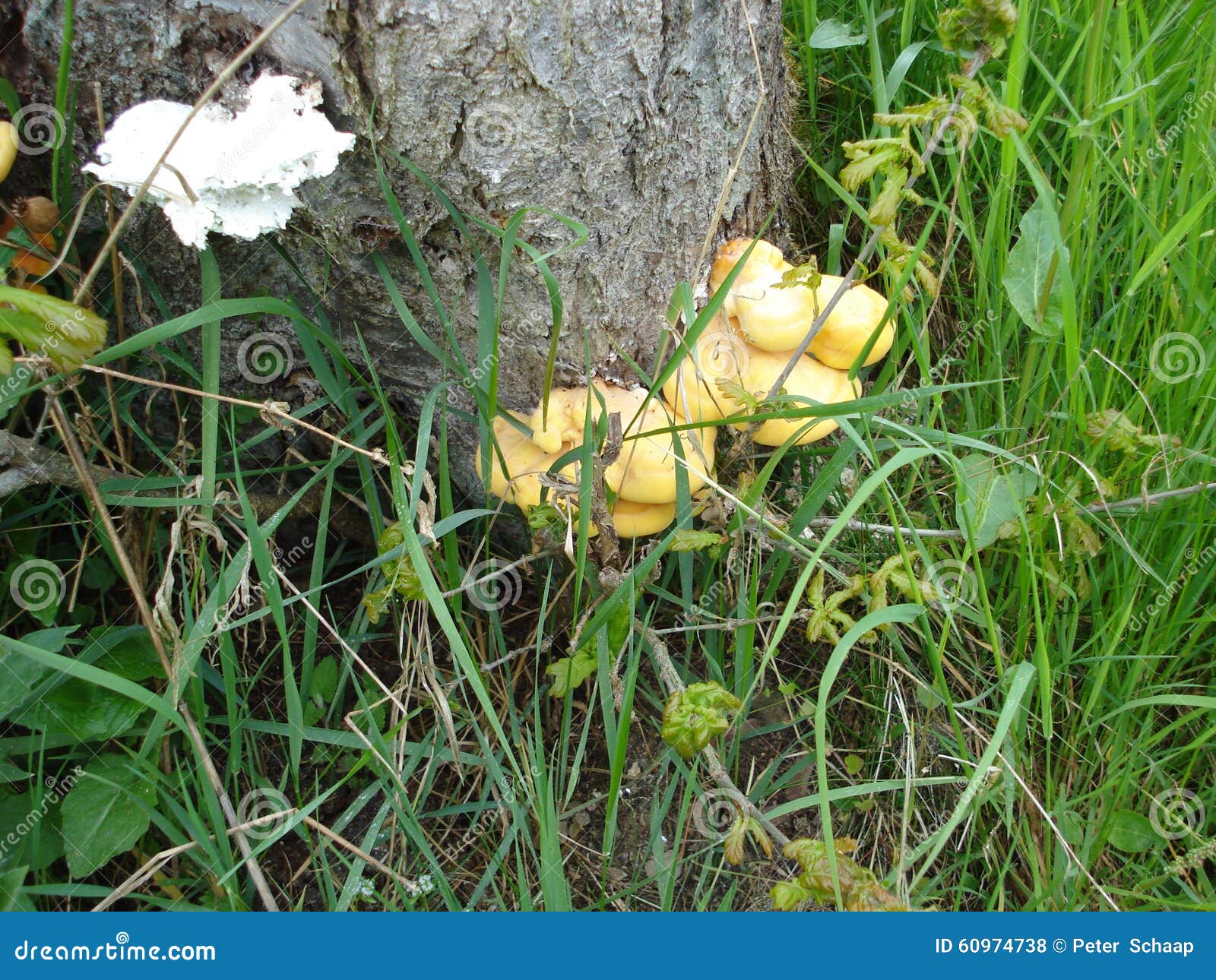 Mold Growing on the Trunk of a Tree Stock Photo Image of moss, mildew