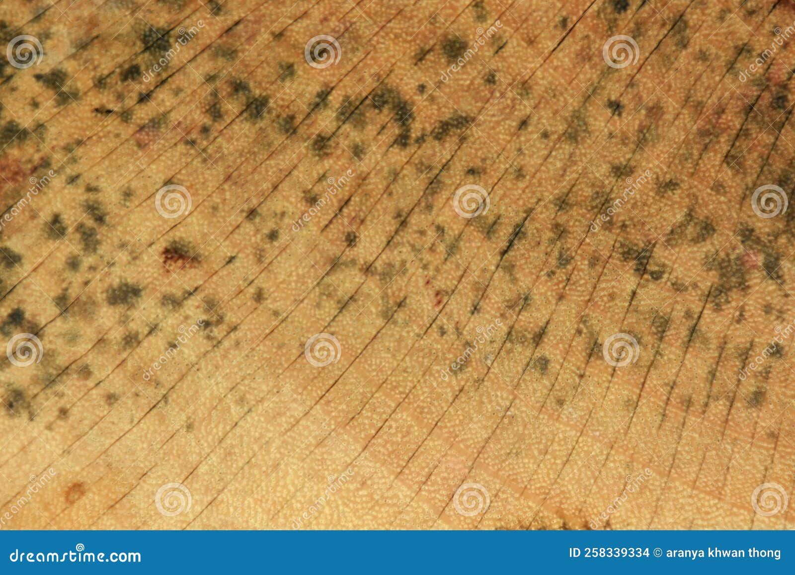 The Mold that Grows on the Brown Wood Surface is Dangerous Stock Photo