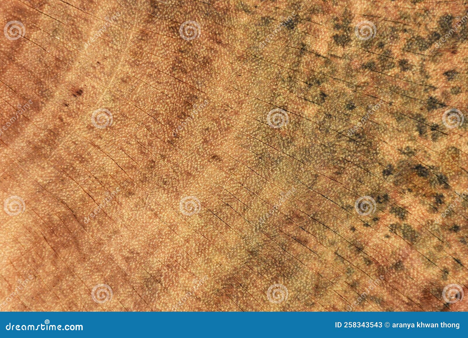 The Mold that Grows on the Brown Wood Surface is Dangerous Stock Image