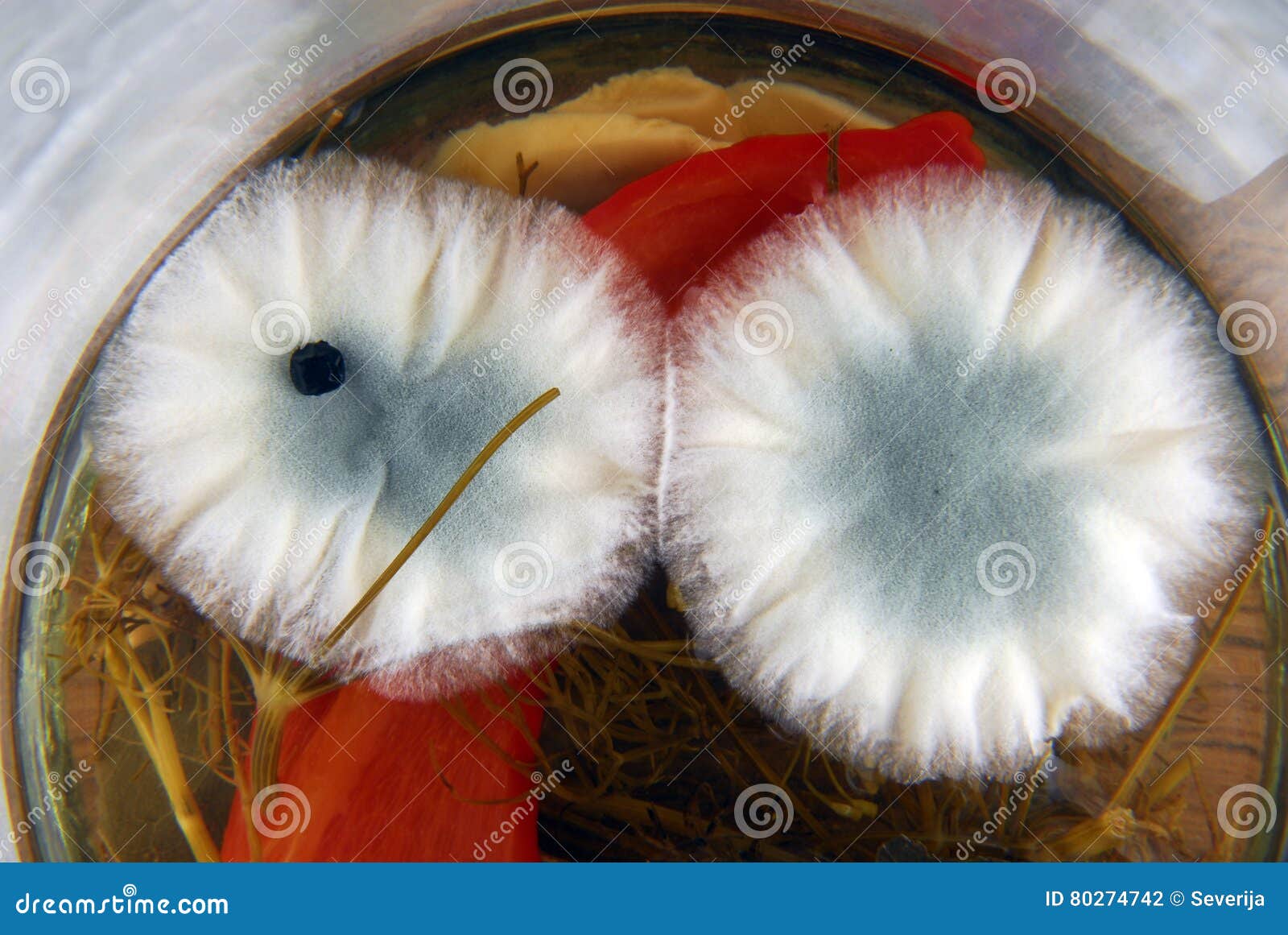 Mold in jar with pickle stock photo. Image of mildew 80274742