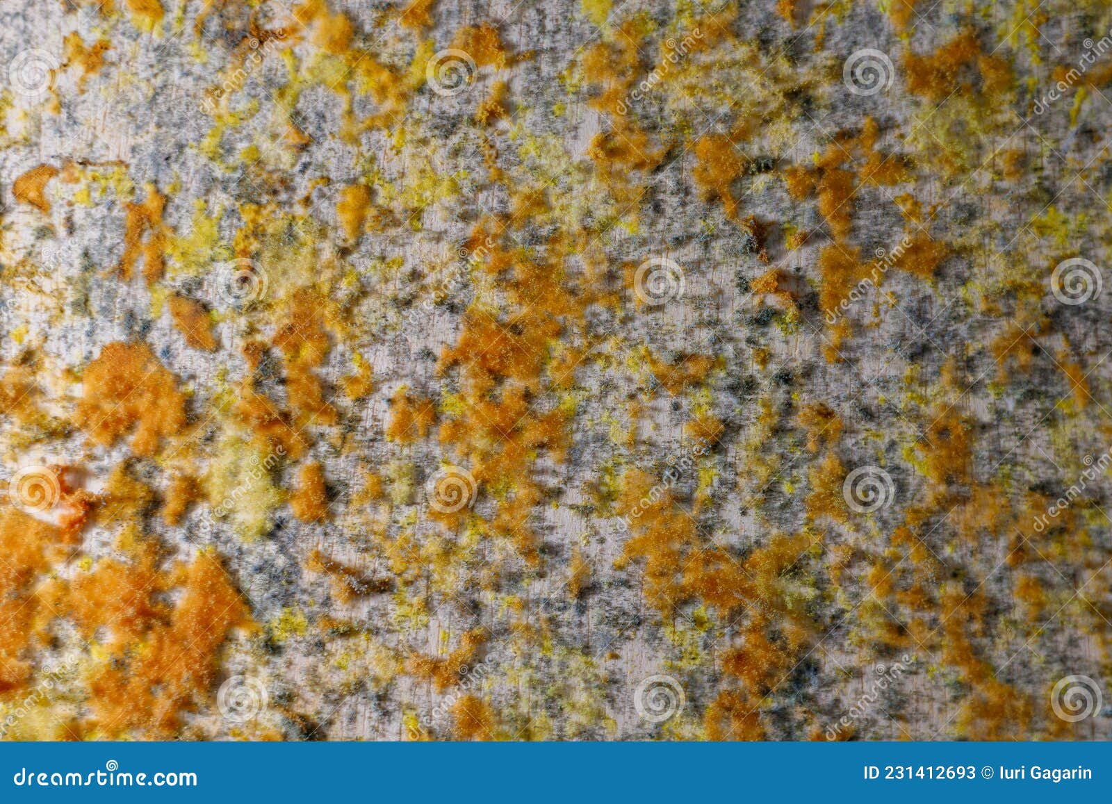Mold or Mildew Growing on the Surface. Abstract Background with Soft