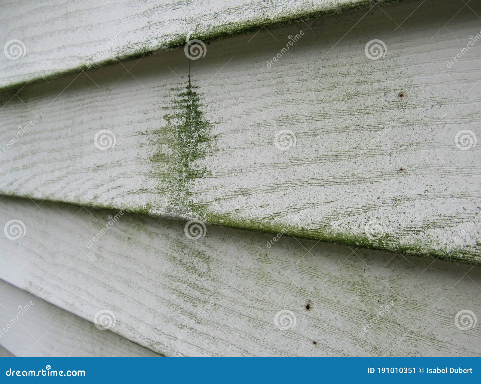 mold and mildew on the siding of a house