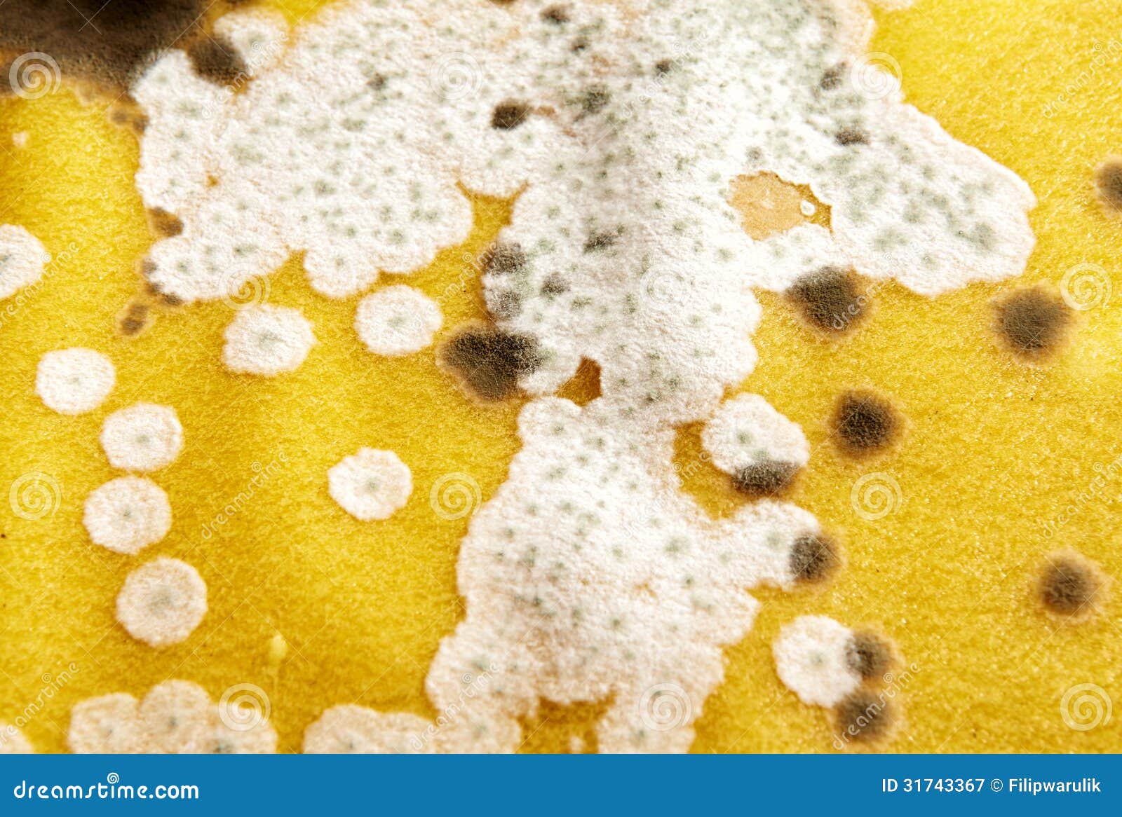 Mold stock image. Image of colorful, mould, aging, abstraction 31743367