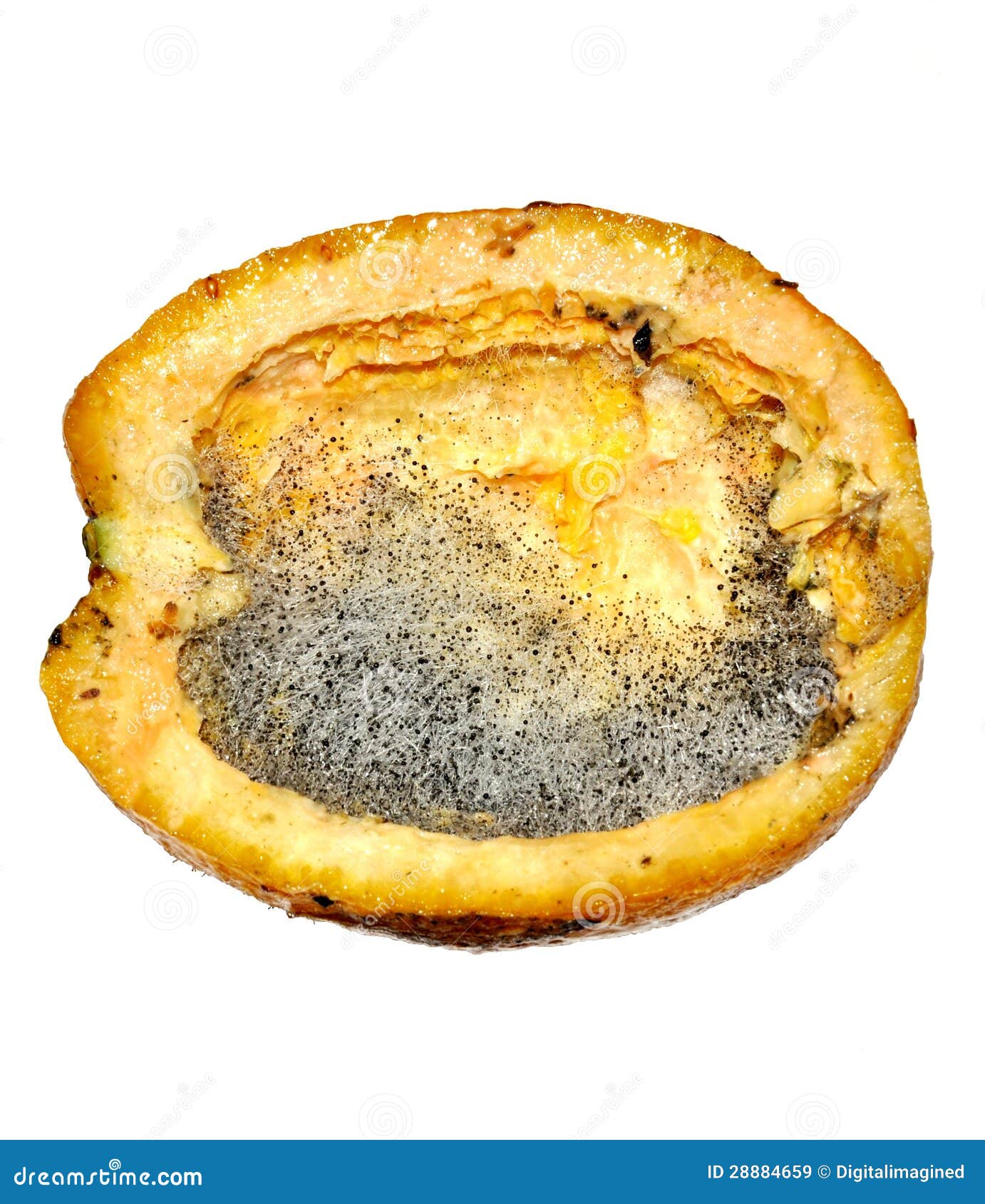 Mold on an orange stock image. Image of ferment, orange 28884659